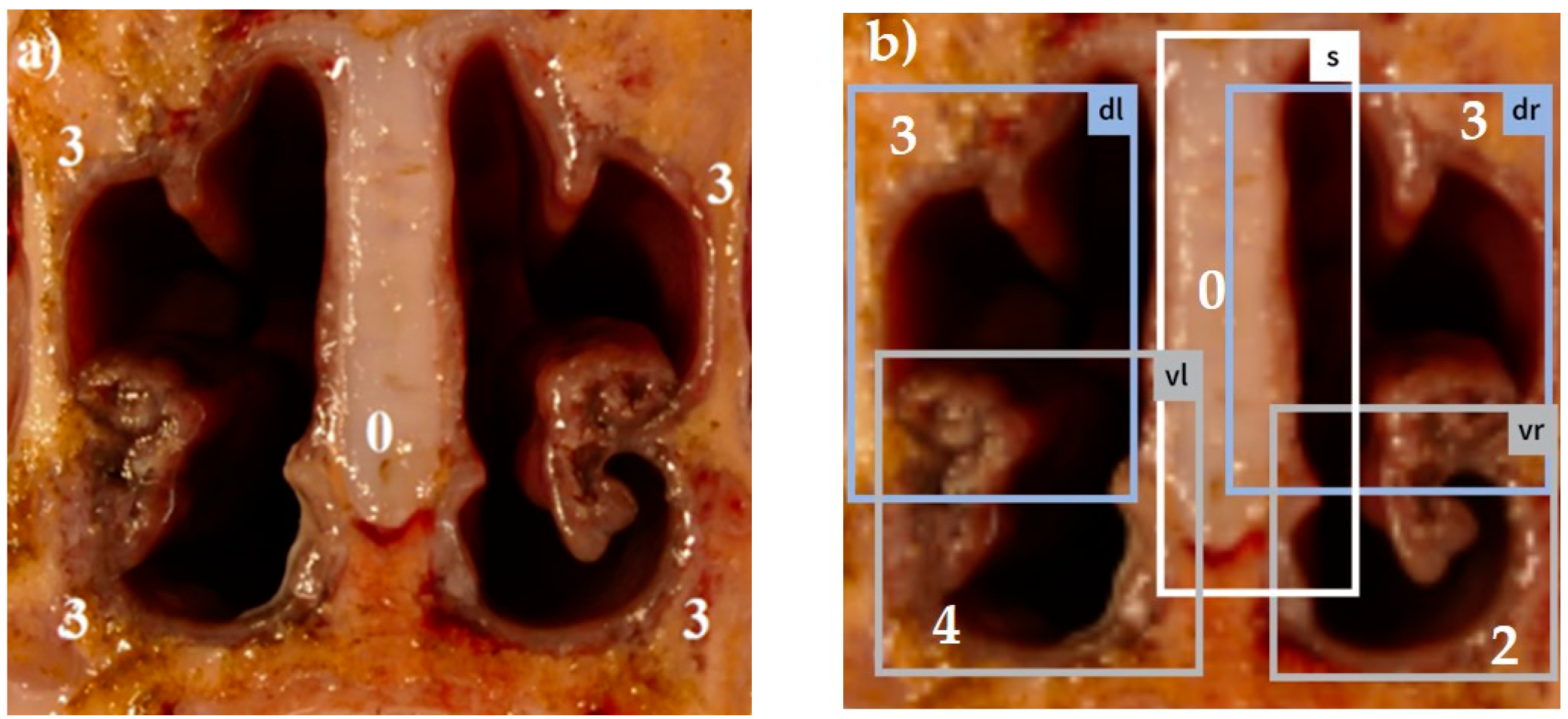 Animals 14 03113 g004 Animals 14 03113 g004