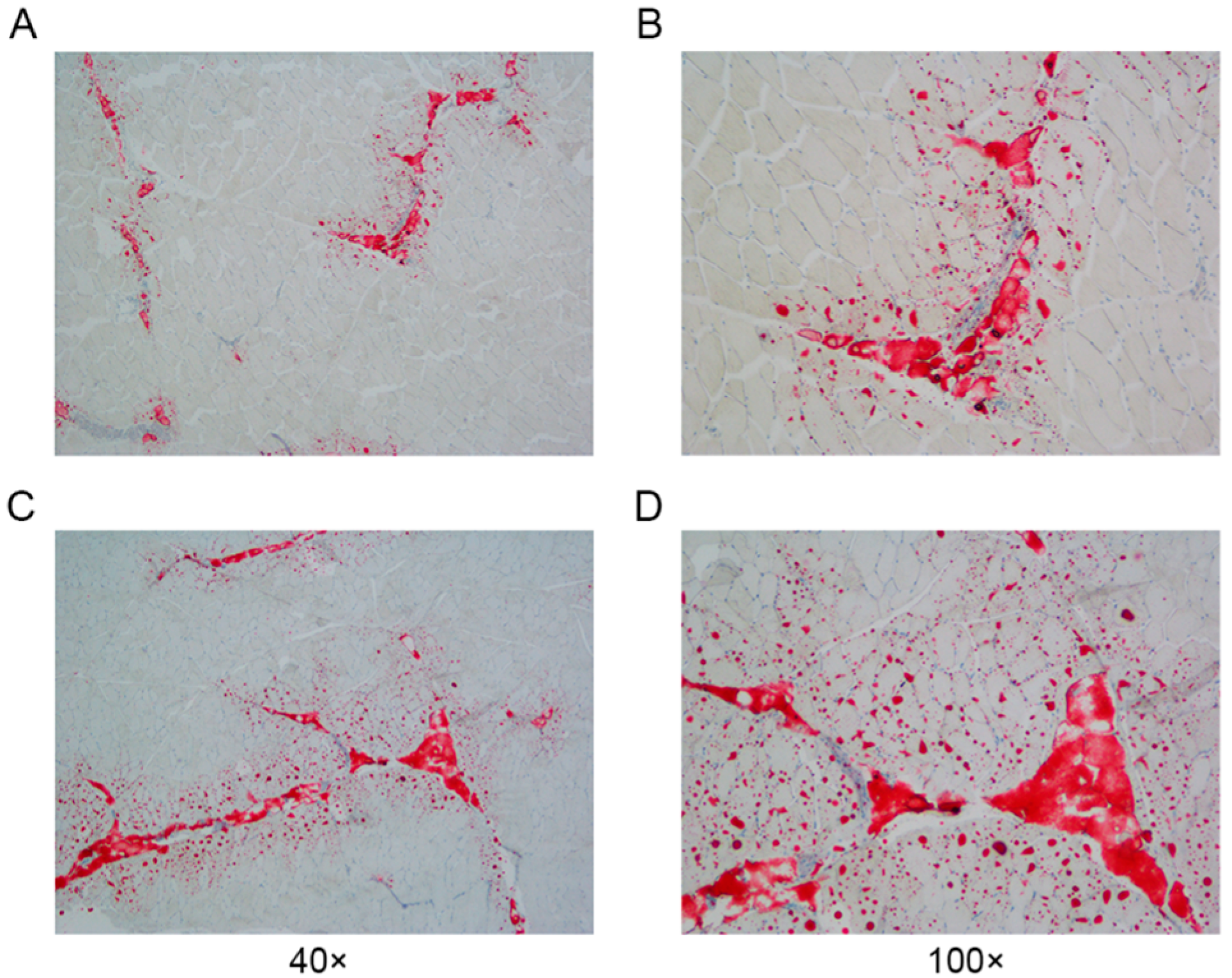 Animals 14 03123 g002