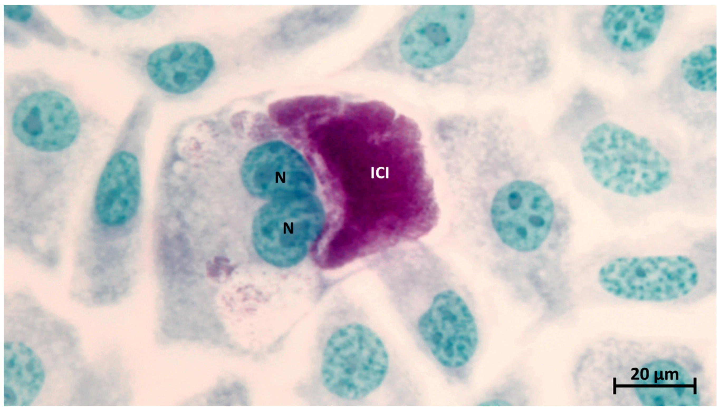 Animals 14 03130 g001