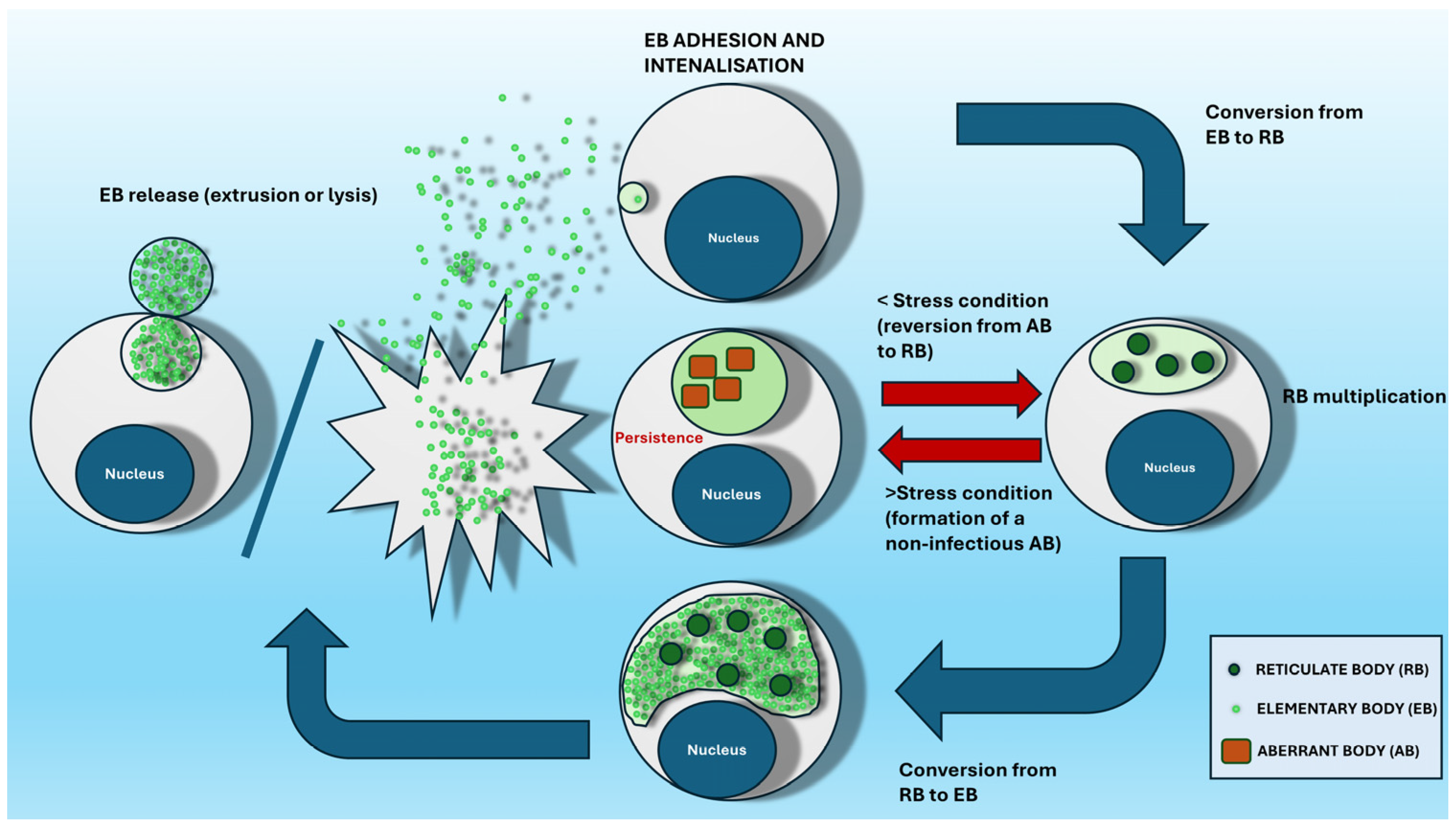 Animals 14 03130 g002