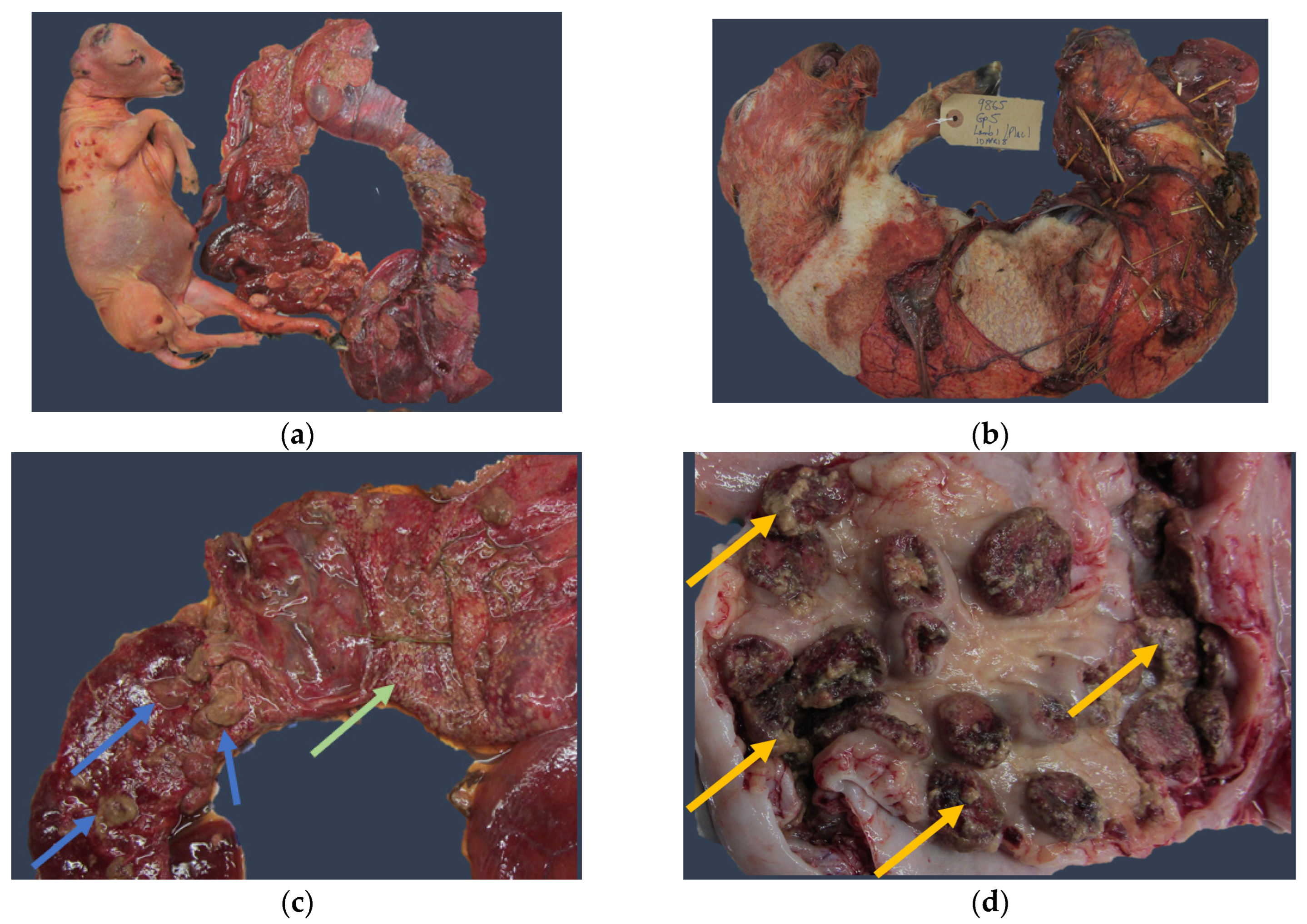 Animals 14 03130 g004