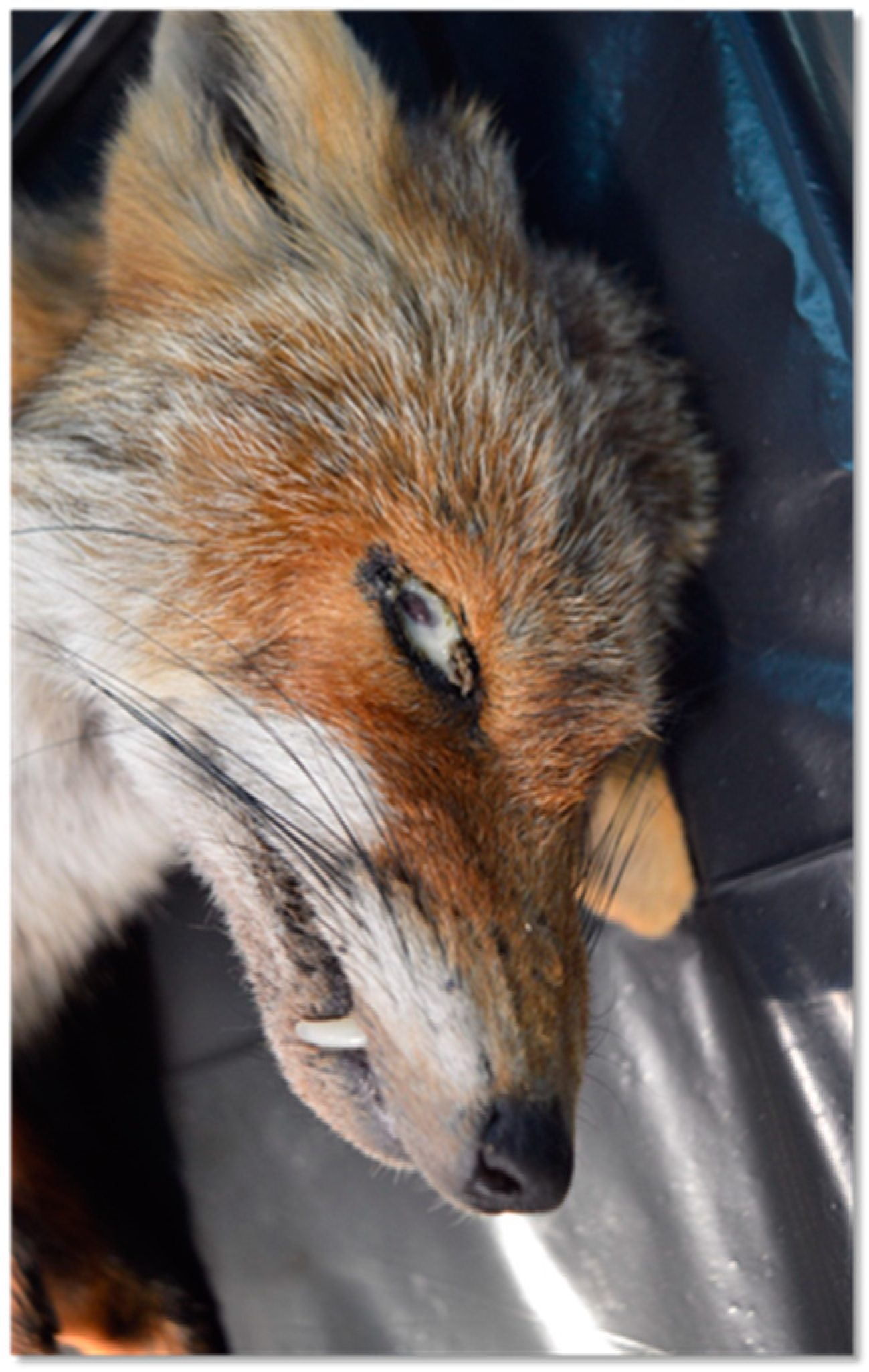 Animals 14 03134 g002