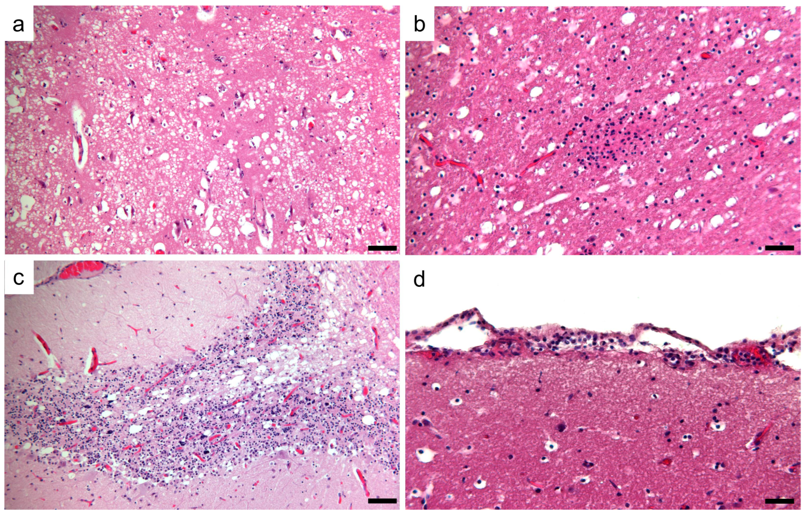 Animals 14 03134 g003