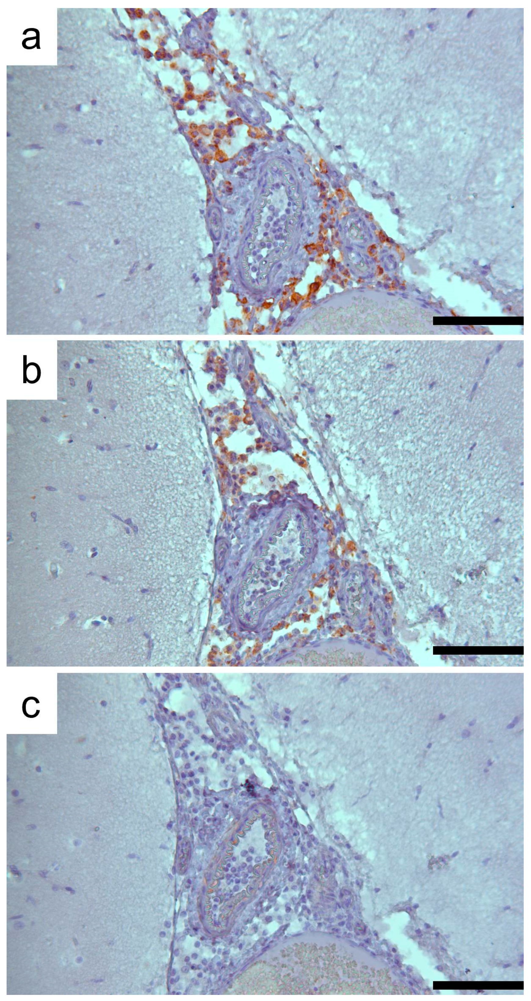 Animals 14 03134 g004