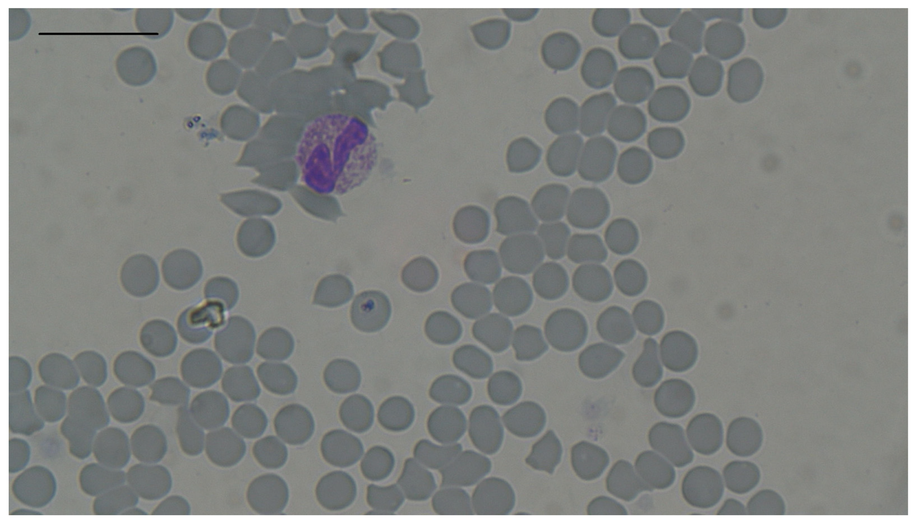 Animals 14 03136 g002 Animals 14 03136 g002