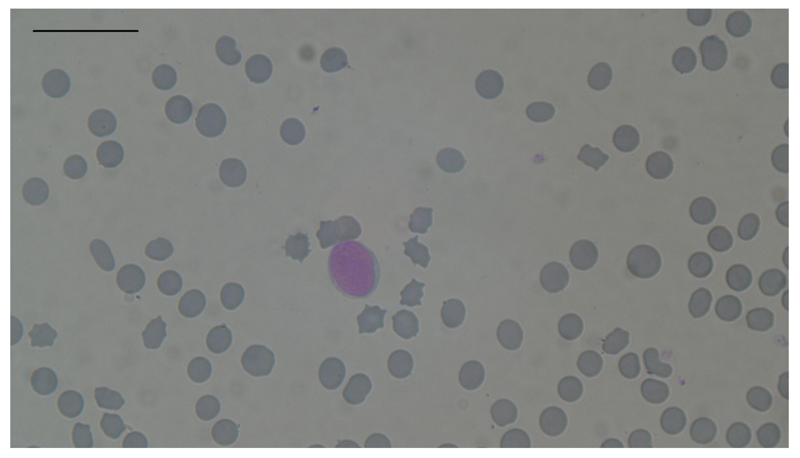 Animals 14 03136 g003 Animals 14 03136 g003