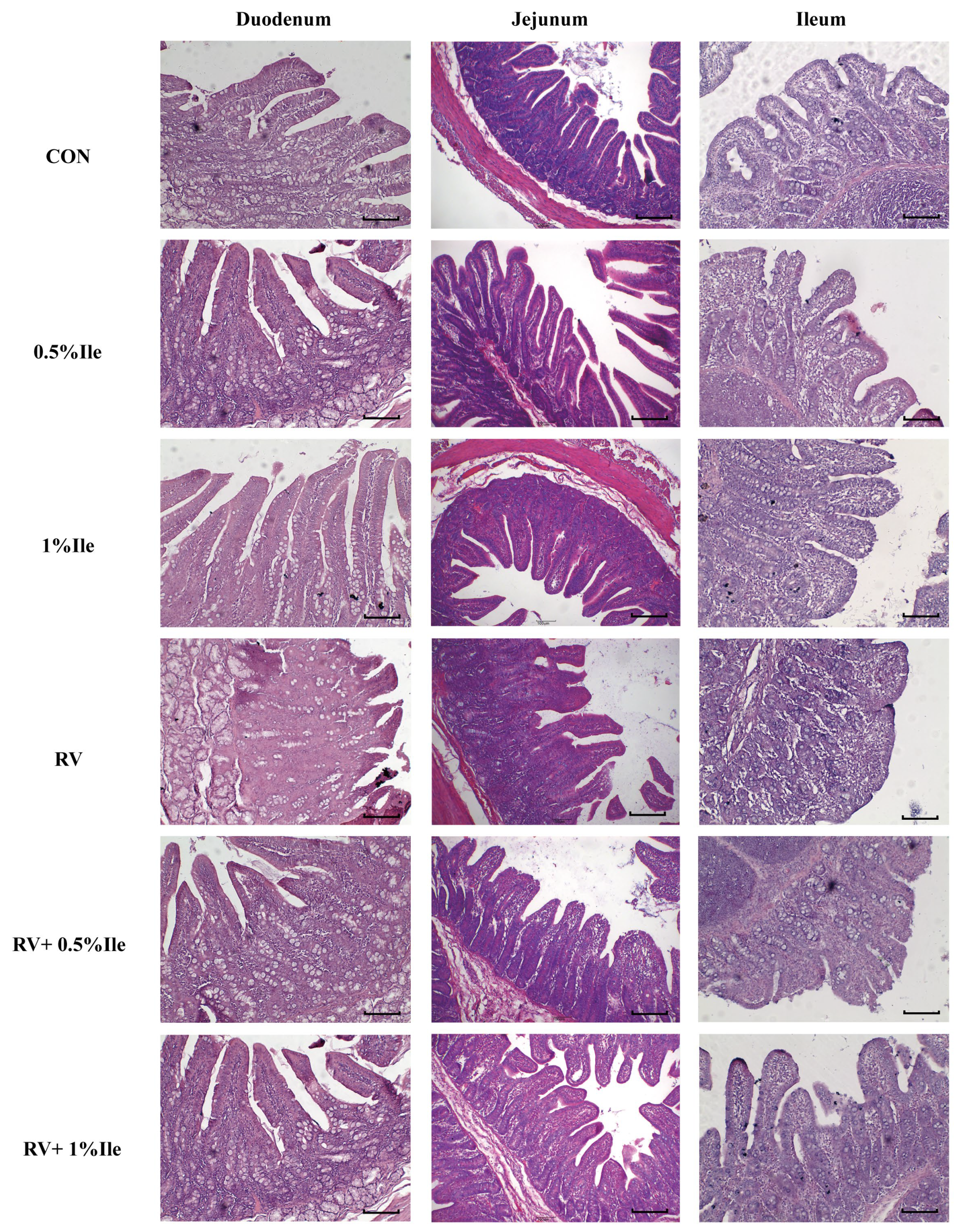 Animals 14 03146 g001