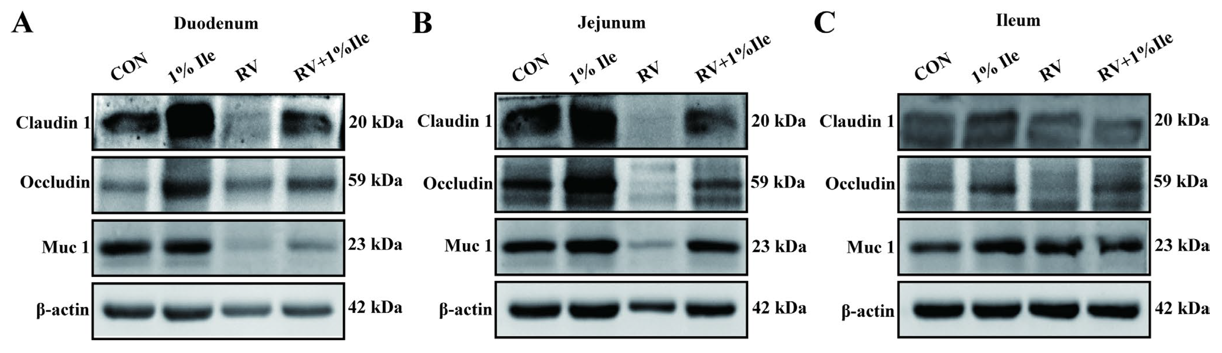 Animals 14 03146 g003