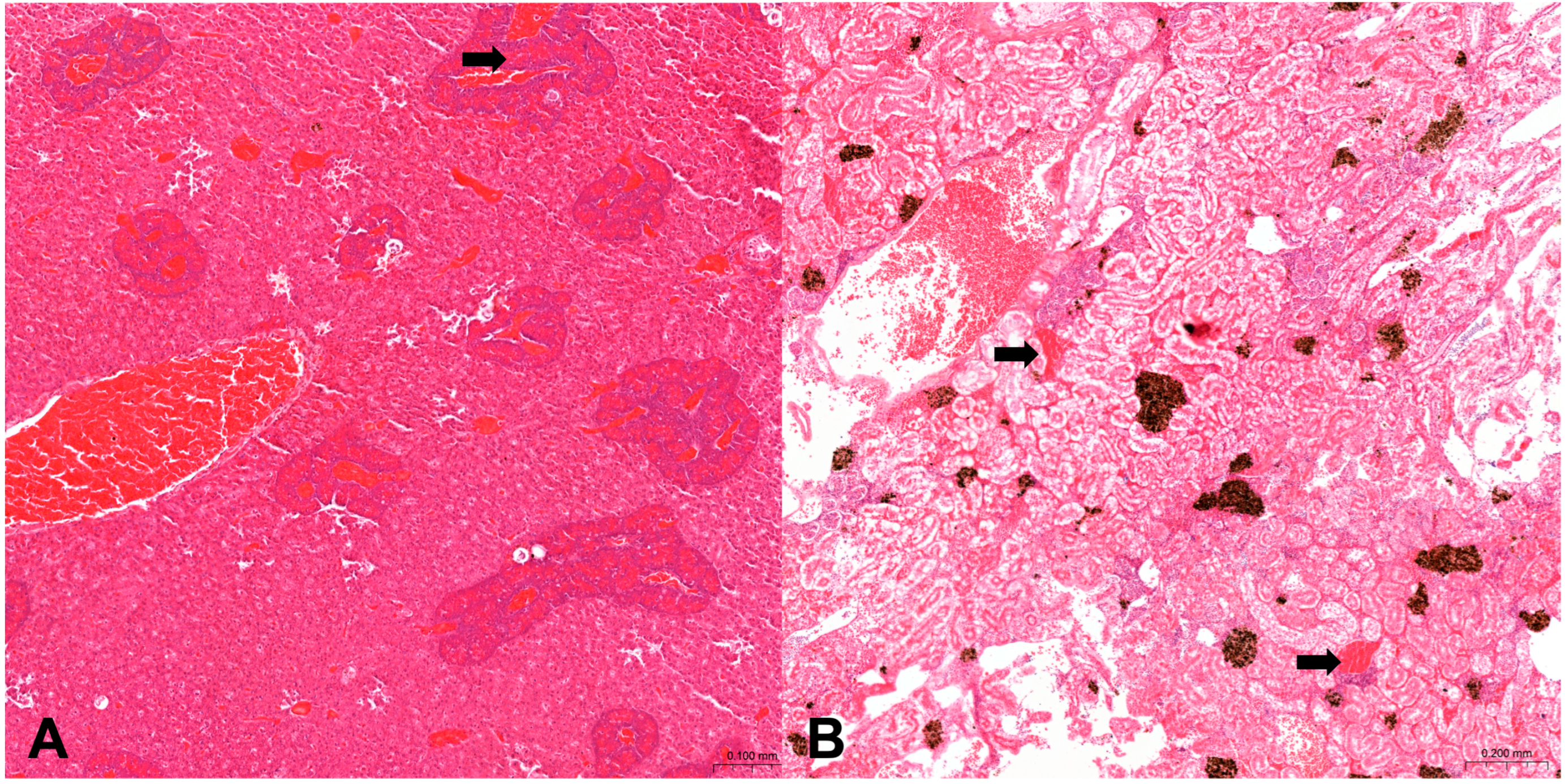 Animals 14 03160 g001 Animals 14 03160 g001