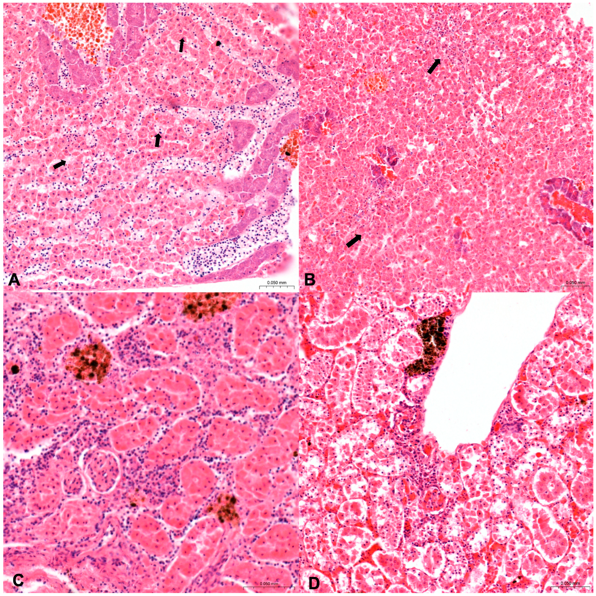 Animals 14 03160 g003 Animals 14 03160 g003