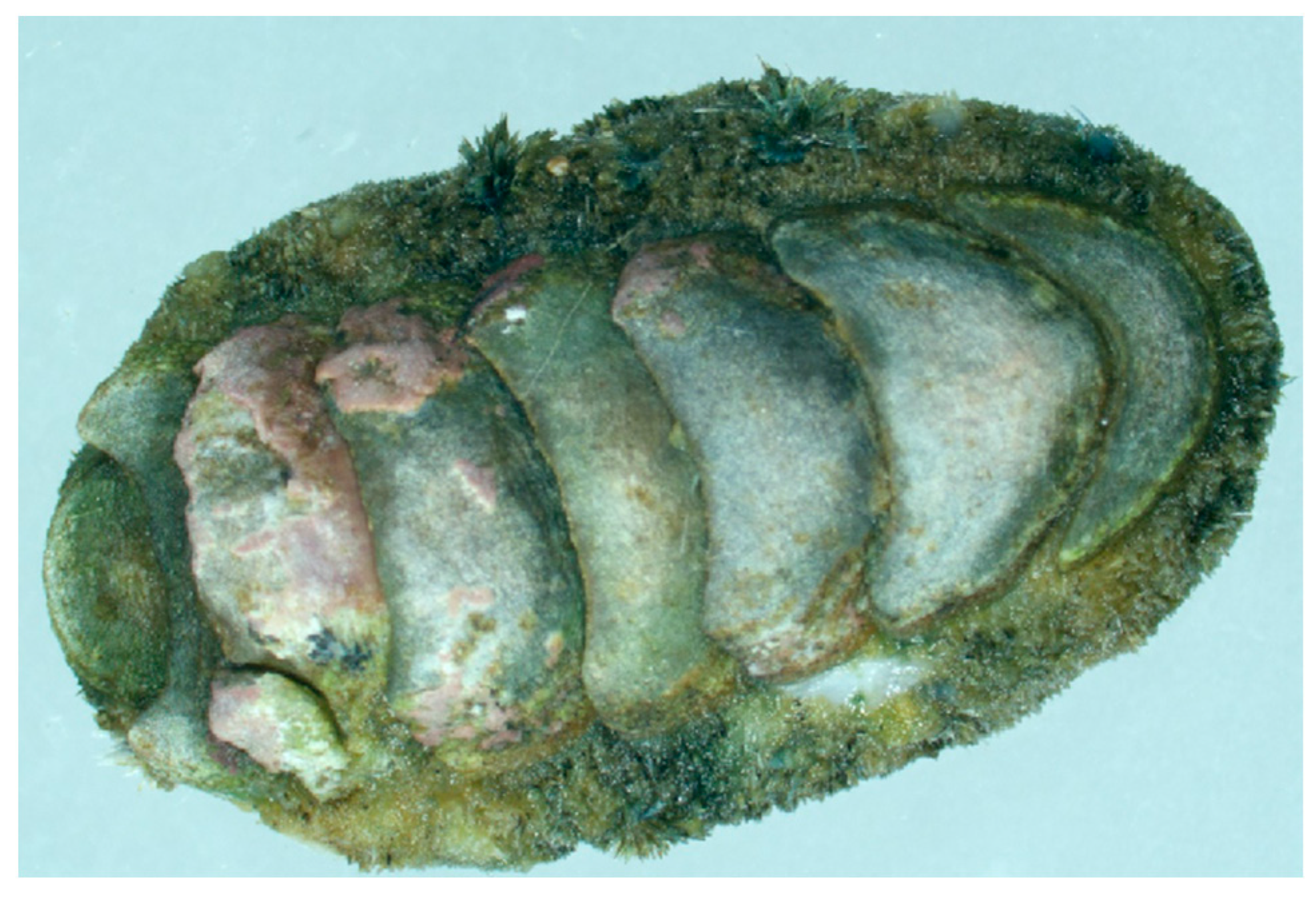 Animals 14 03161 g001