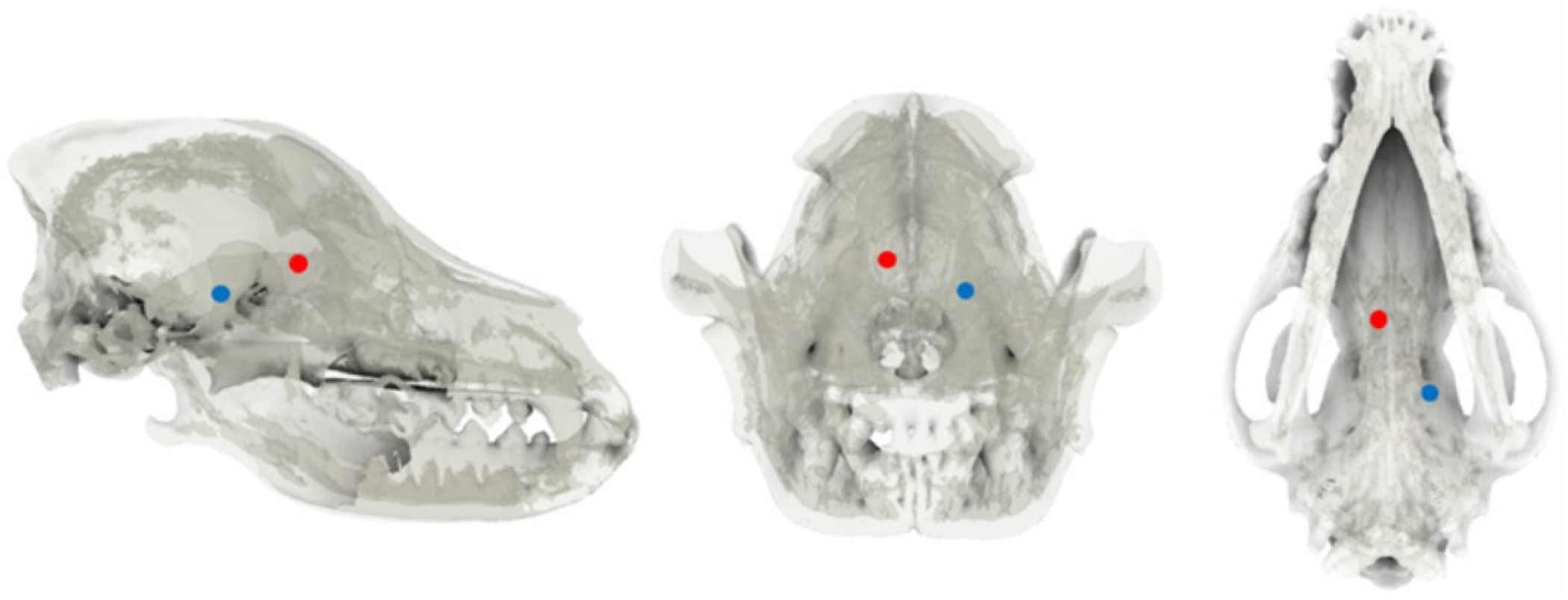 Animals 14 03163 g001