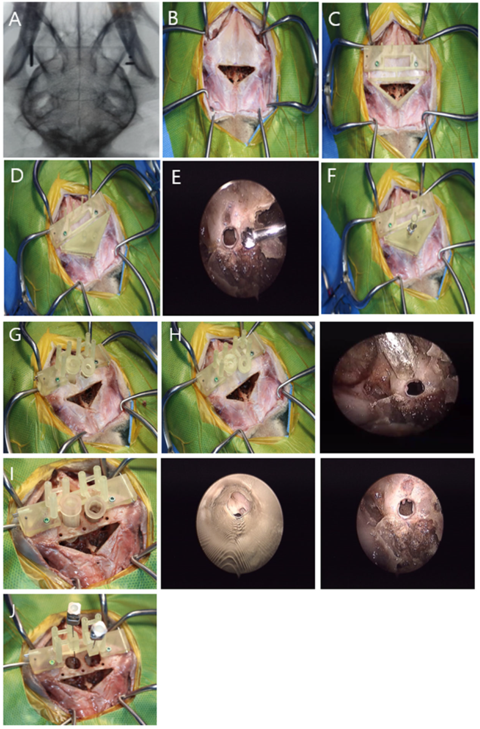 Animals 14 03163 g006