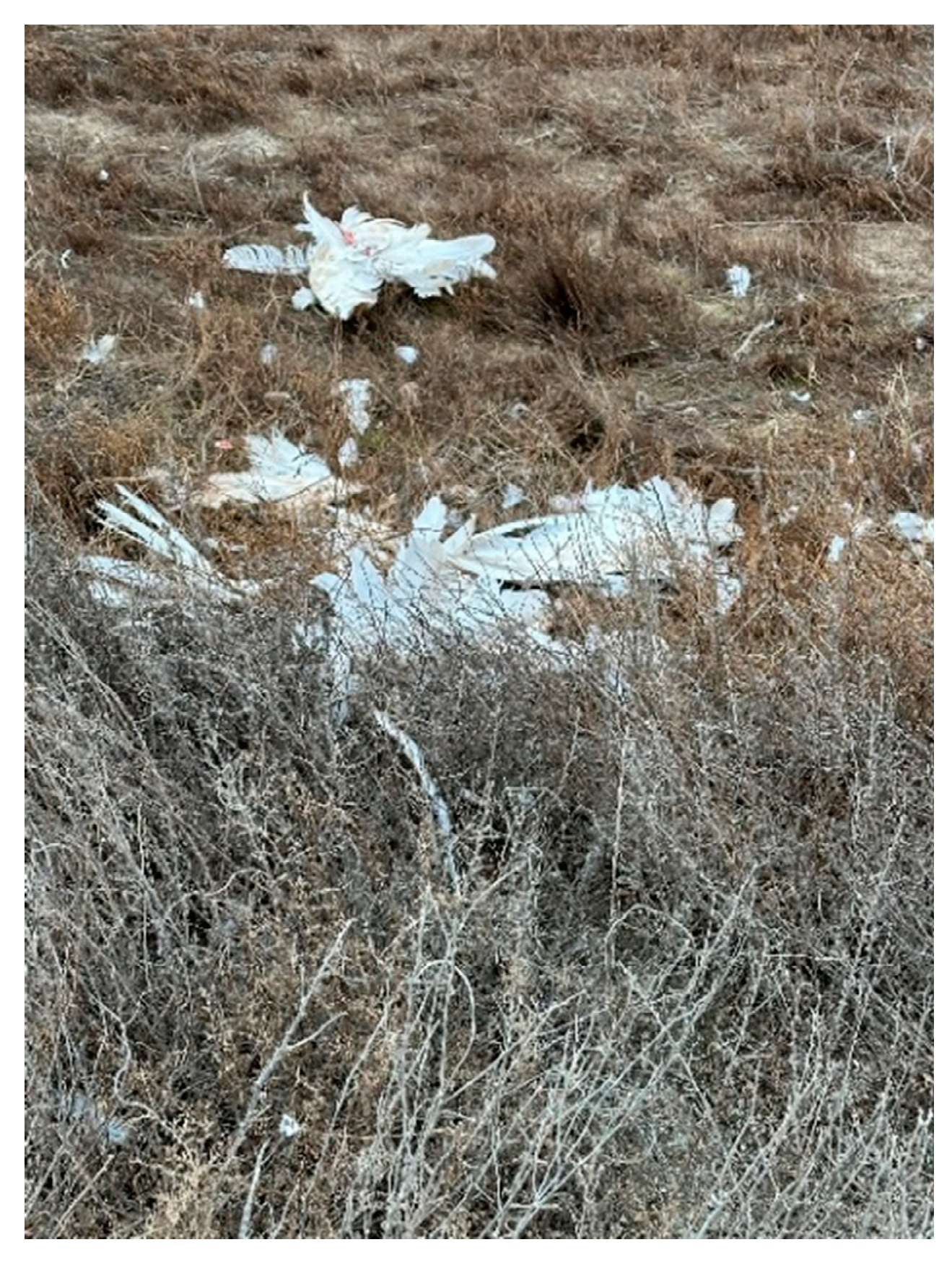 Animals 14 03211 g003