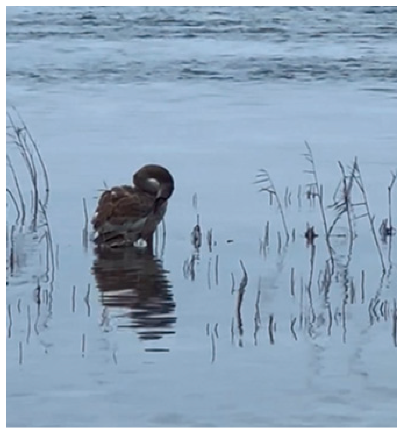 Animals 14 03211 g008