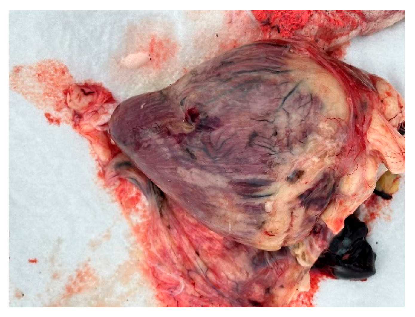 Animals 14 03211 g009