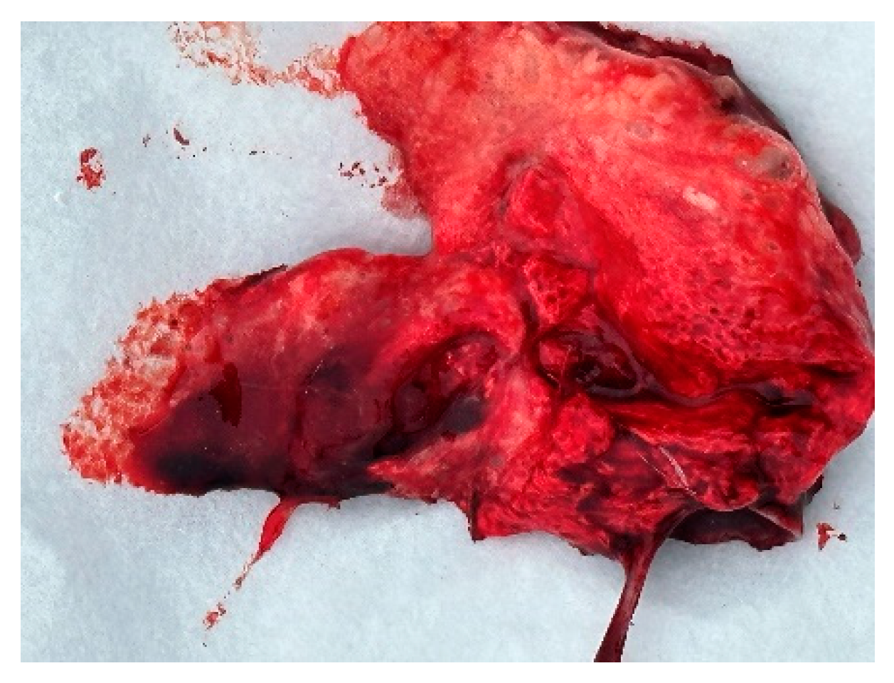 Animals 14 03211 g011