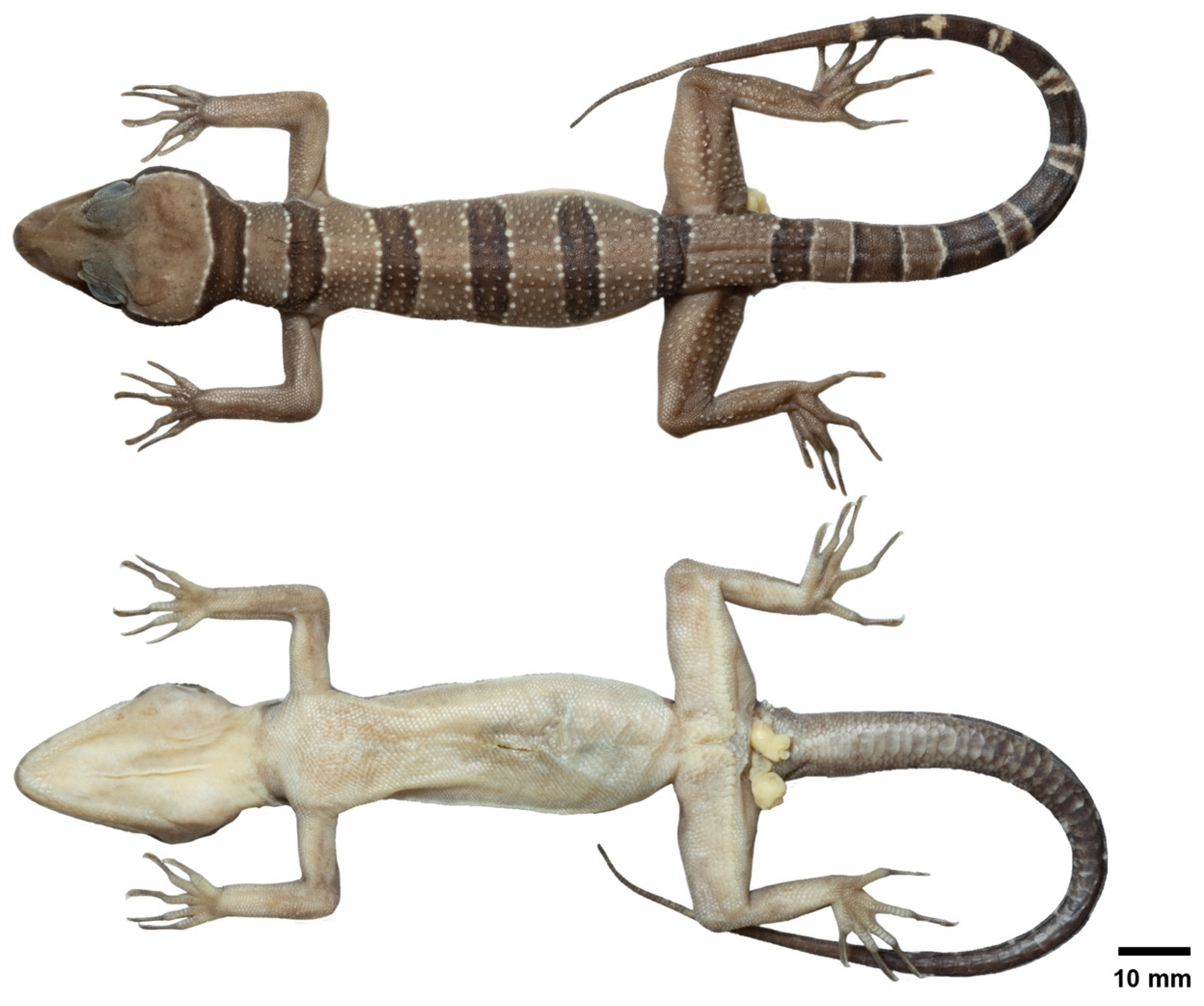 Animals 14 03226 g006