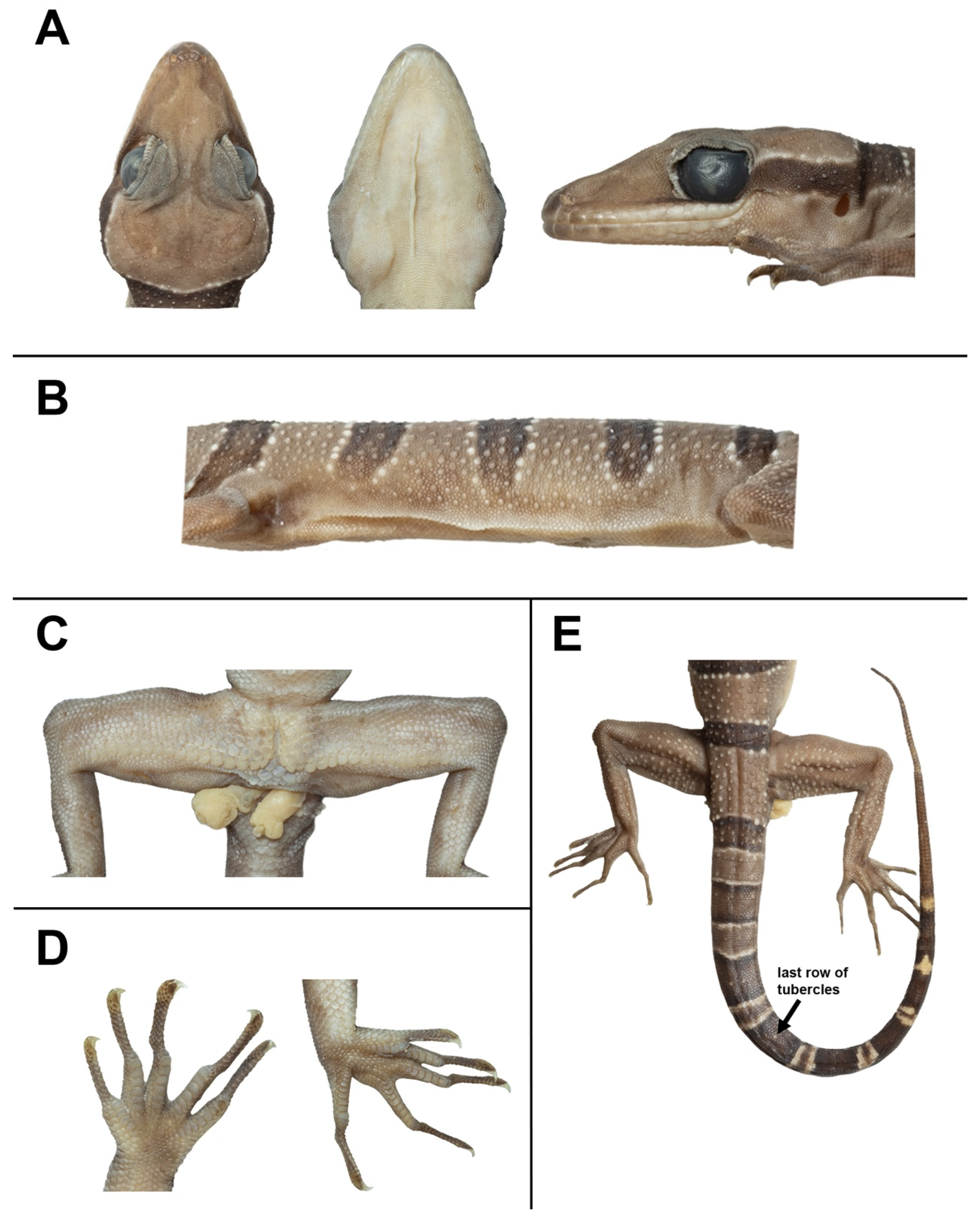 Animals 14 03226 g007