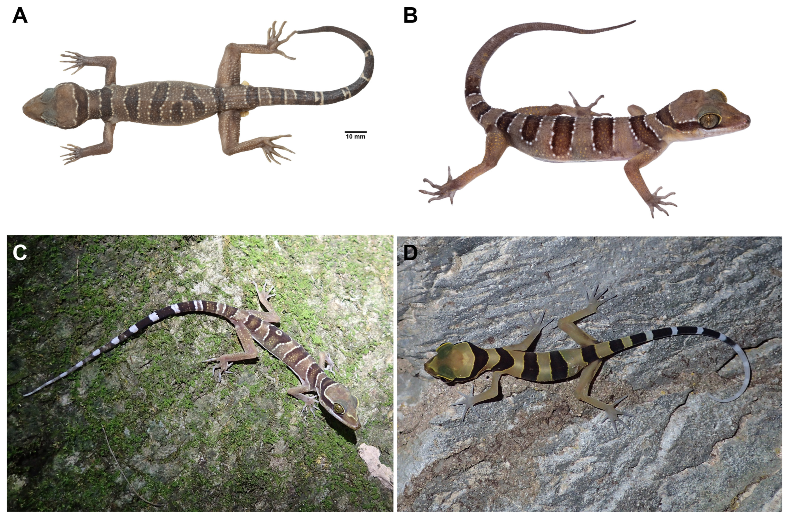 Animals 14 03226 g008