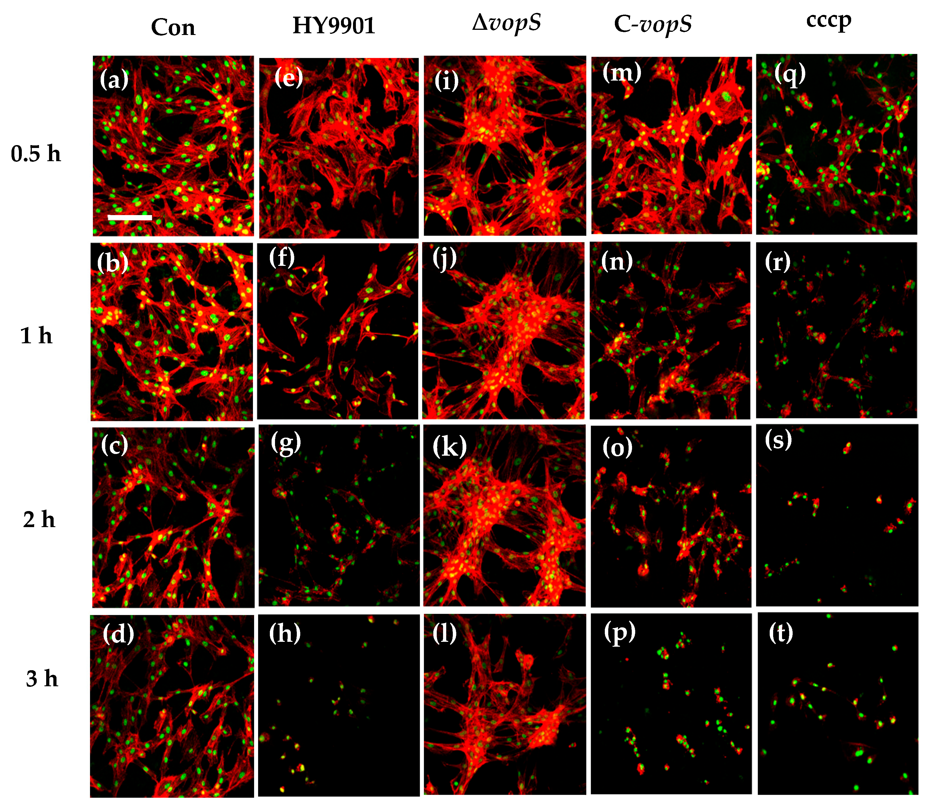 Animals 14 03250 g004