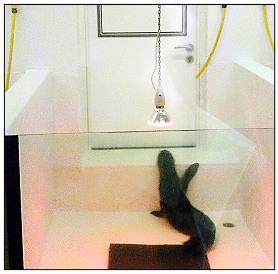 Animals 14 03264 g0a1