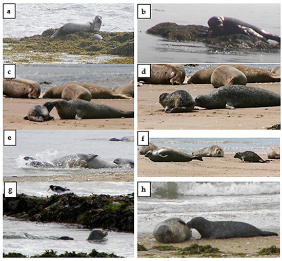 Animals 14 03264 g0a2