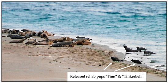 Animals 14 03264 g0a6