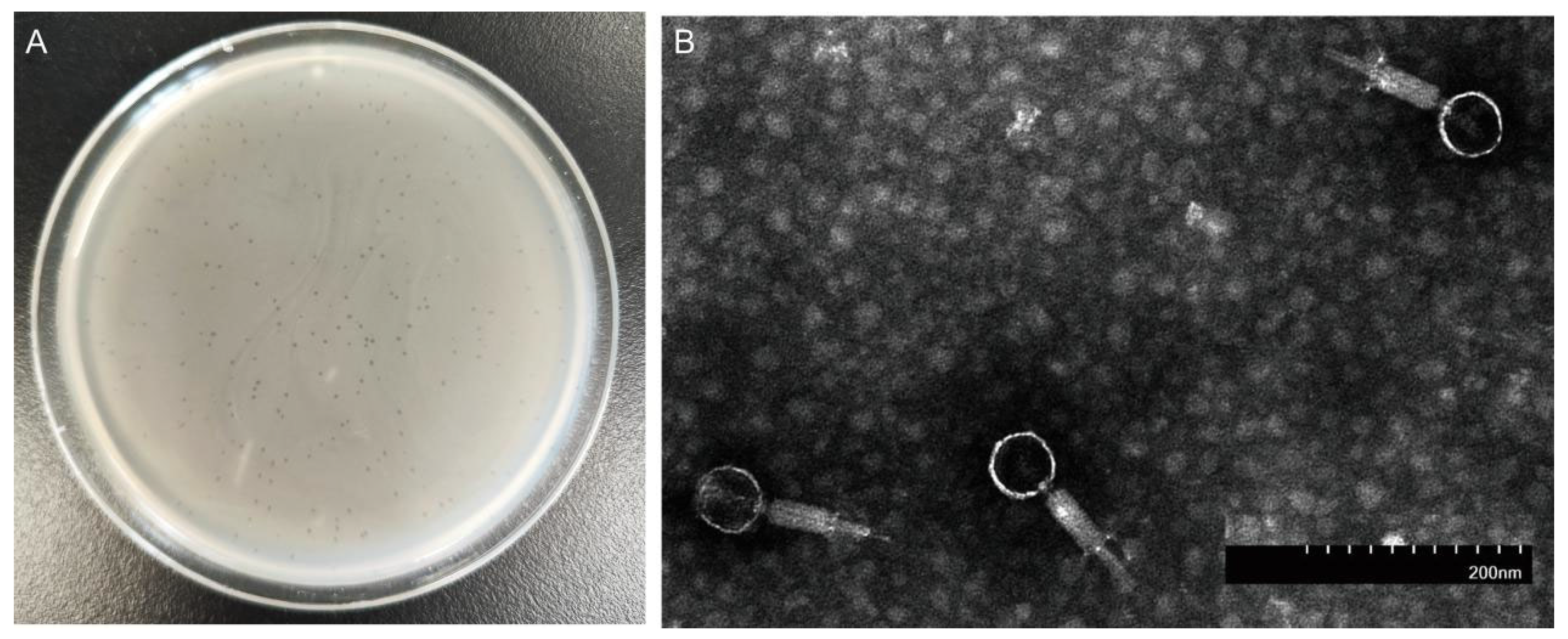 Animals 14 03268 g001