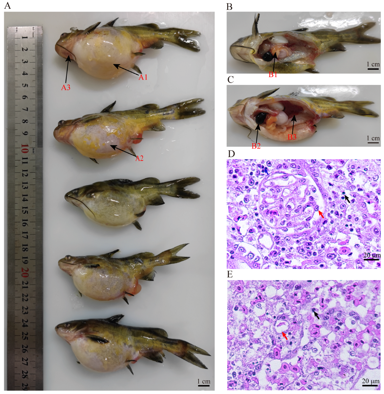 Animals 14 03289 g001