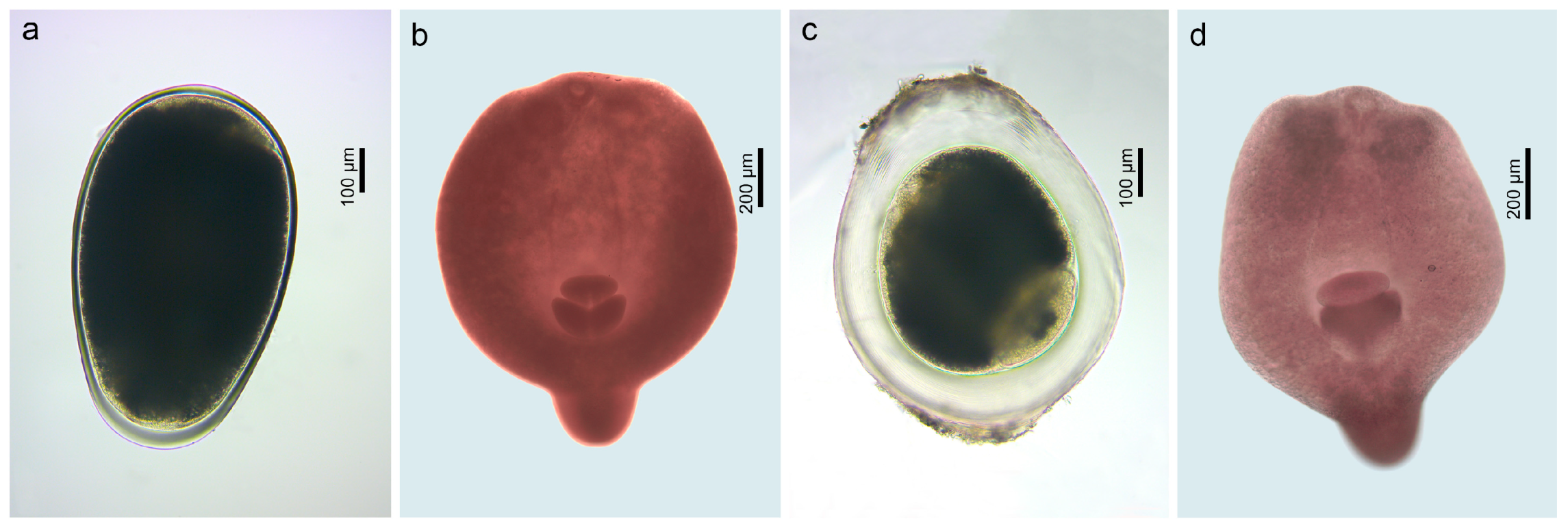 Animals 14 03293 g009