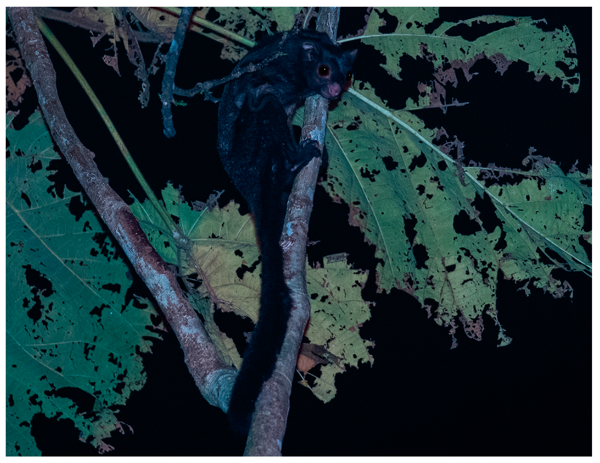 Animals 14 03323 g004