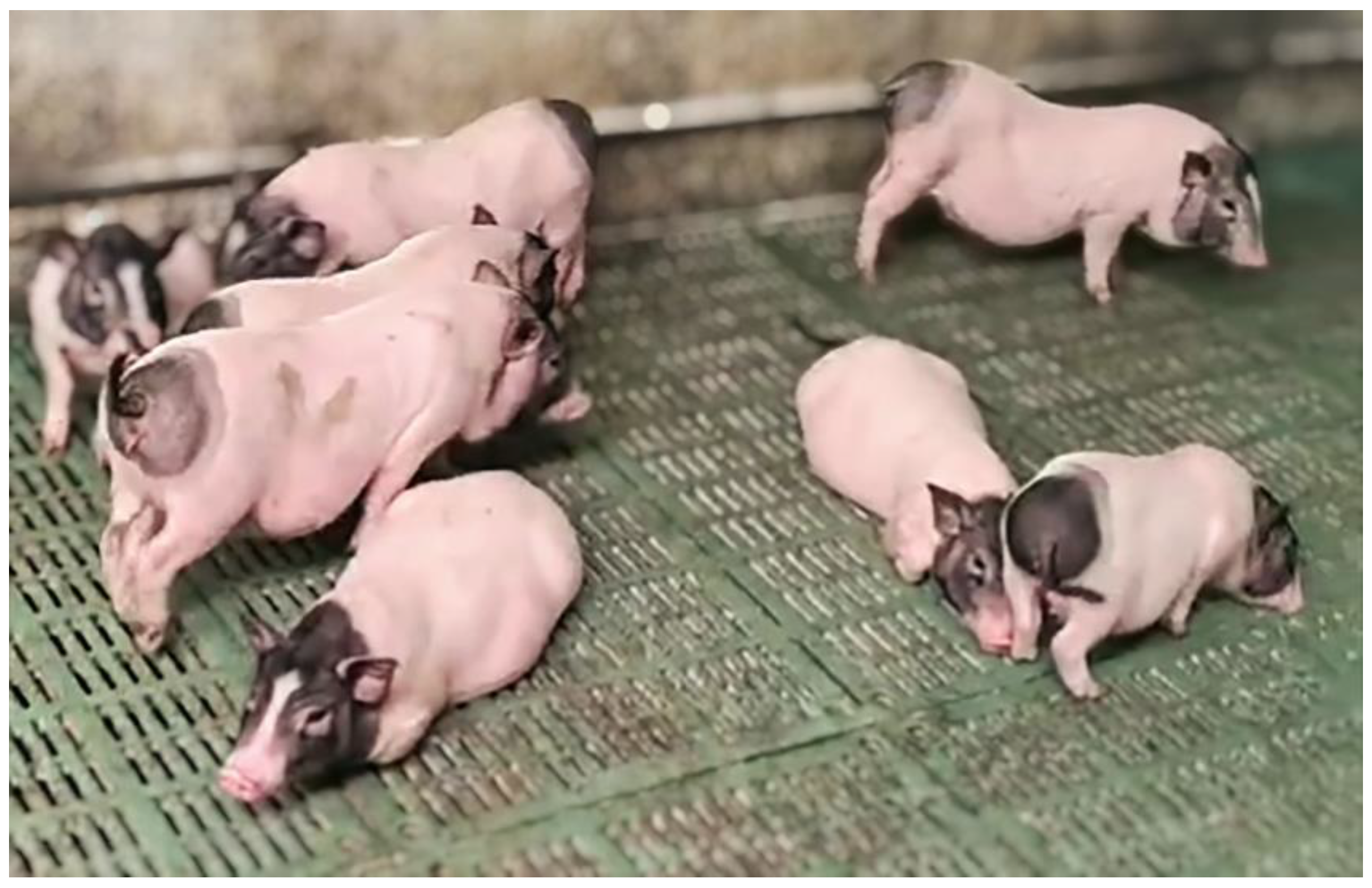 Animals 14 03344 g001