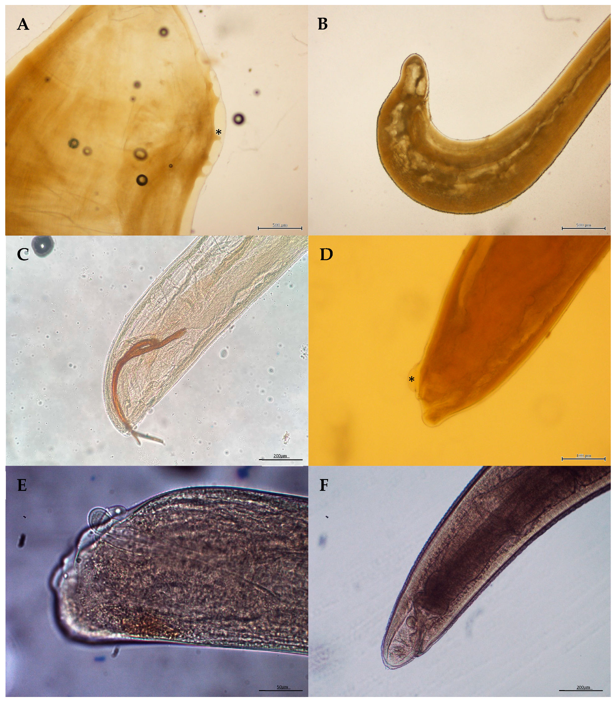 Animals 14 03377 g001