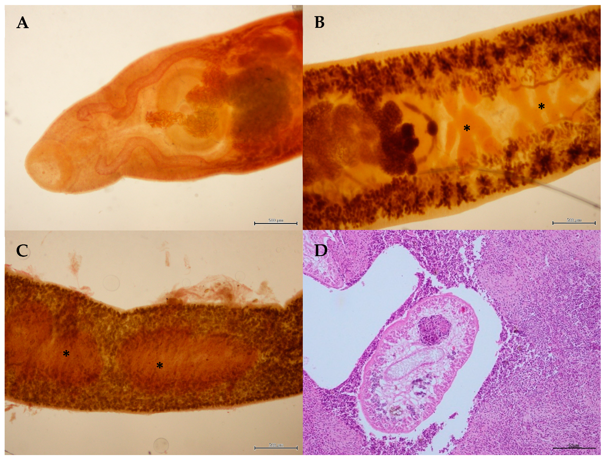 Animals 14 03377 g002