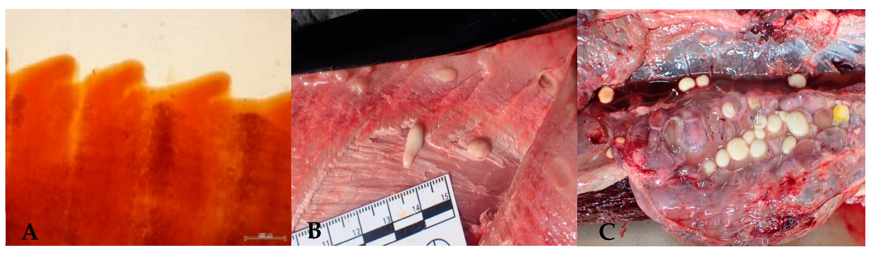 Animals 14 03377 g003