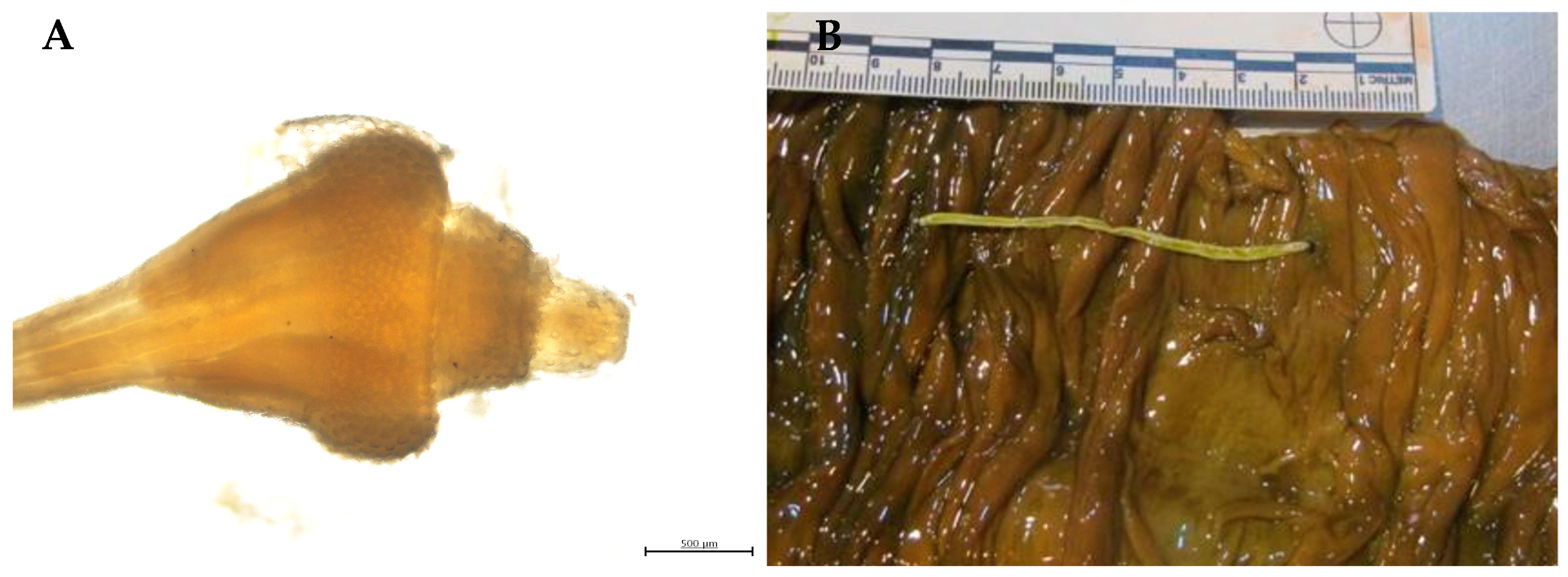 Animals 14 03377 g004