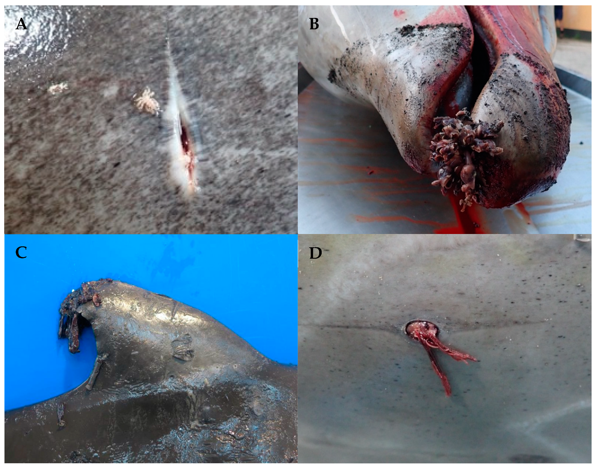 Animals 14 03377 g005