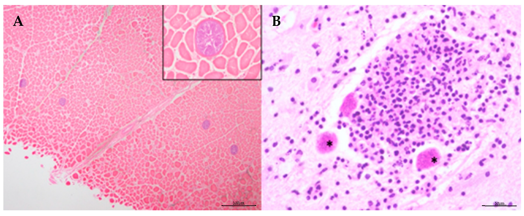 Animals 14 03377 g006