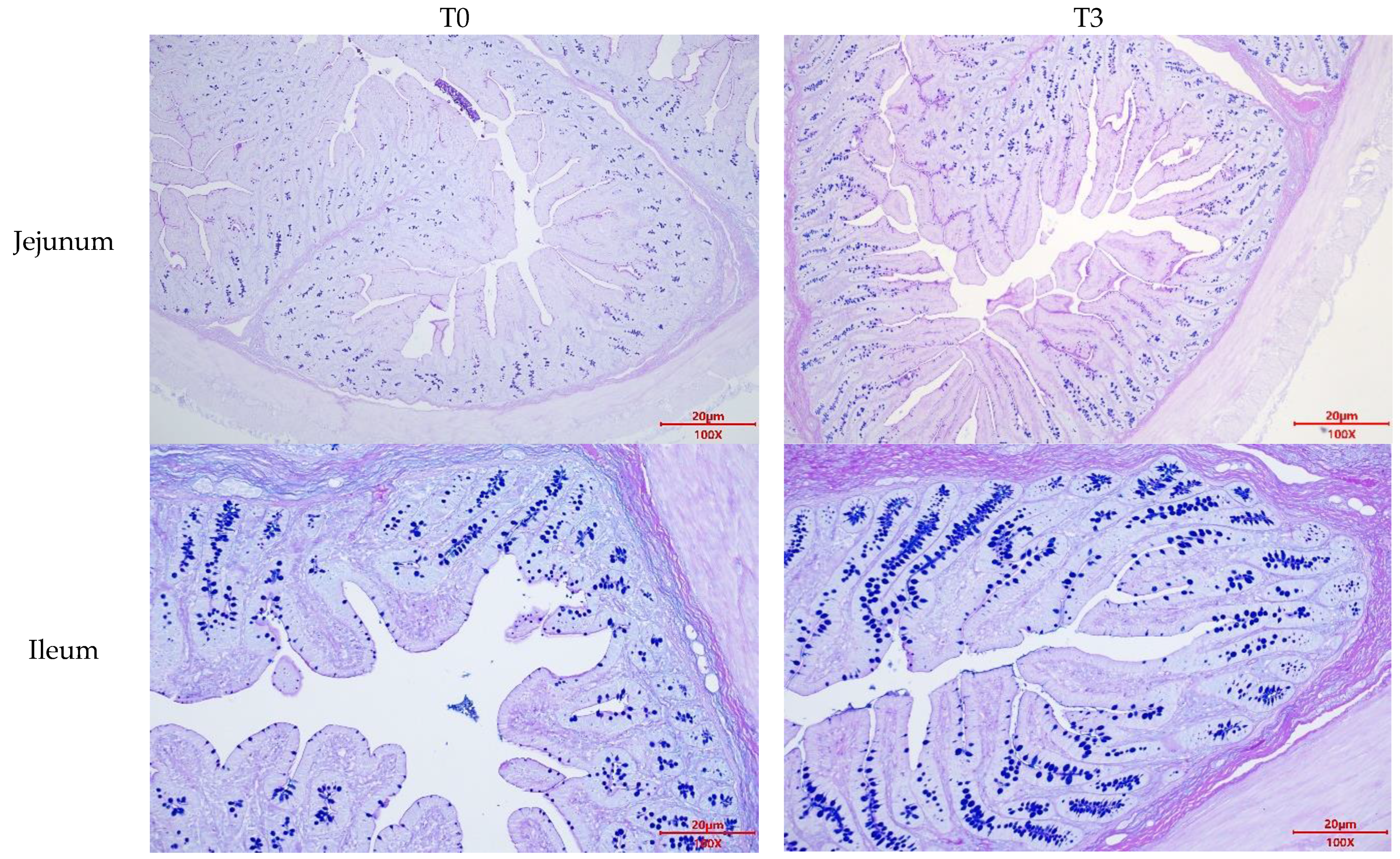 Animals 14 03382 g0a2