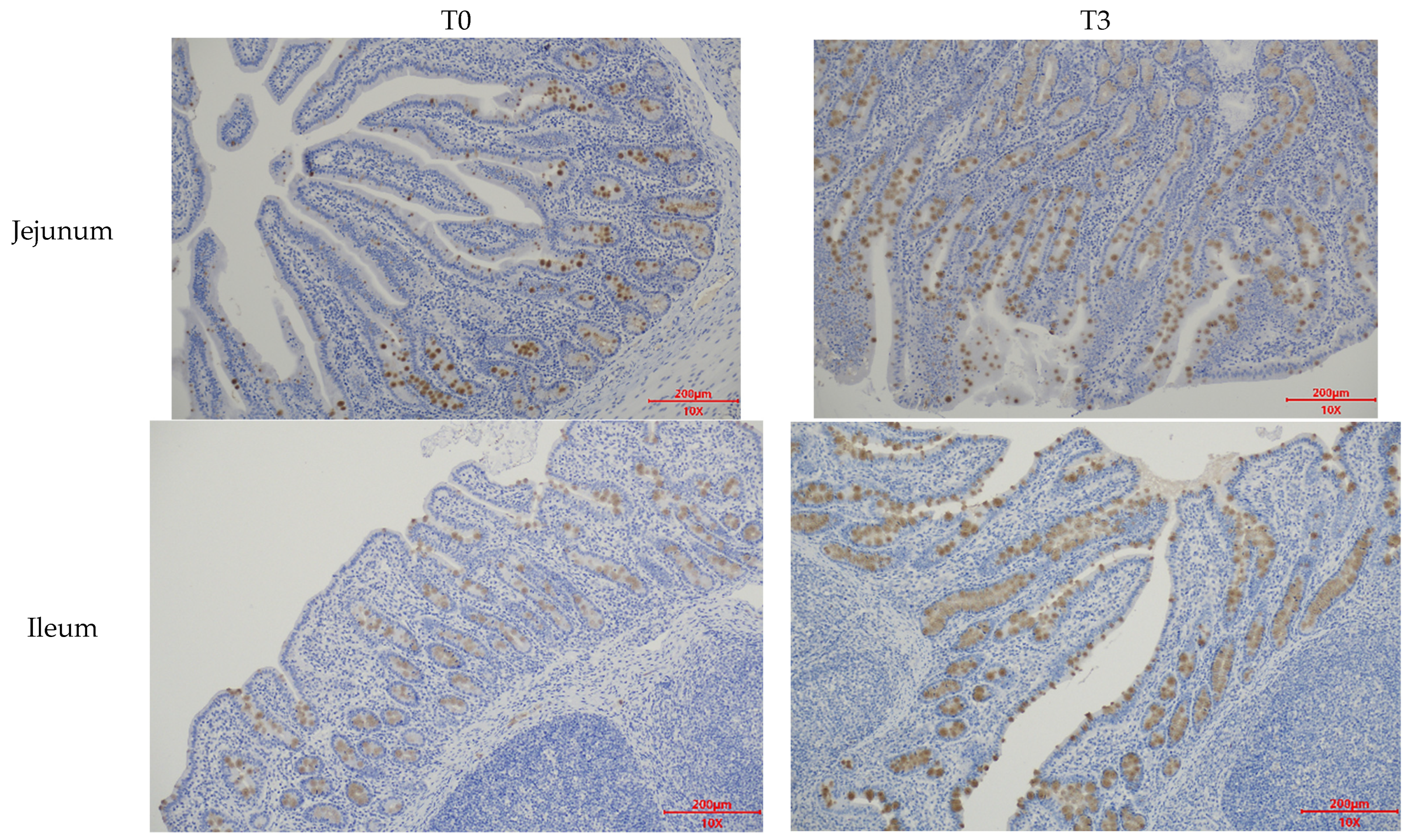 Animals 14 03382 g0a3