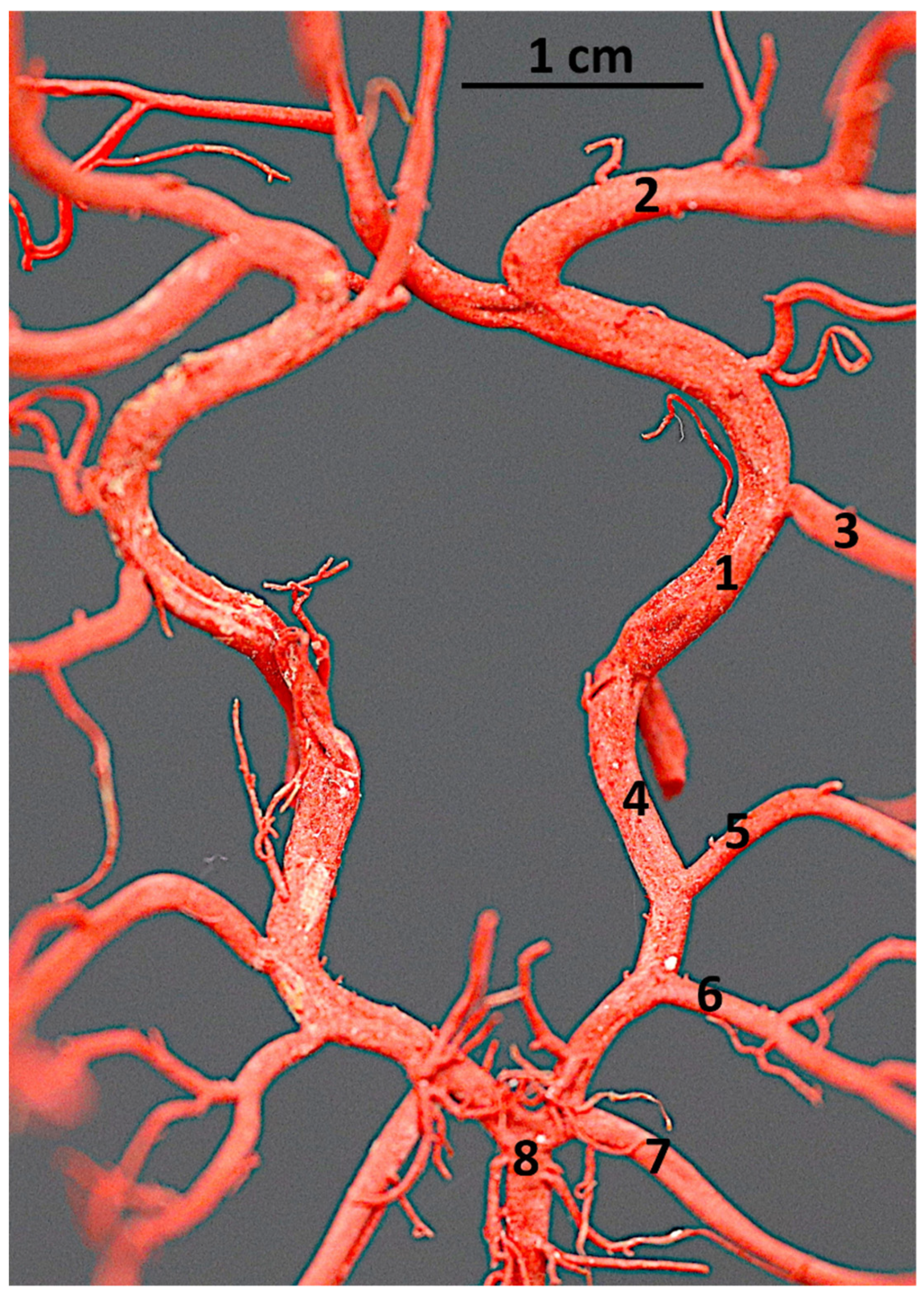 Animals 14 03410 g001