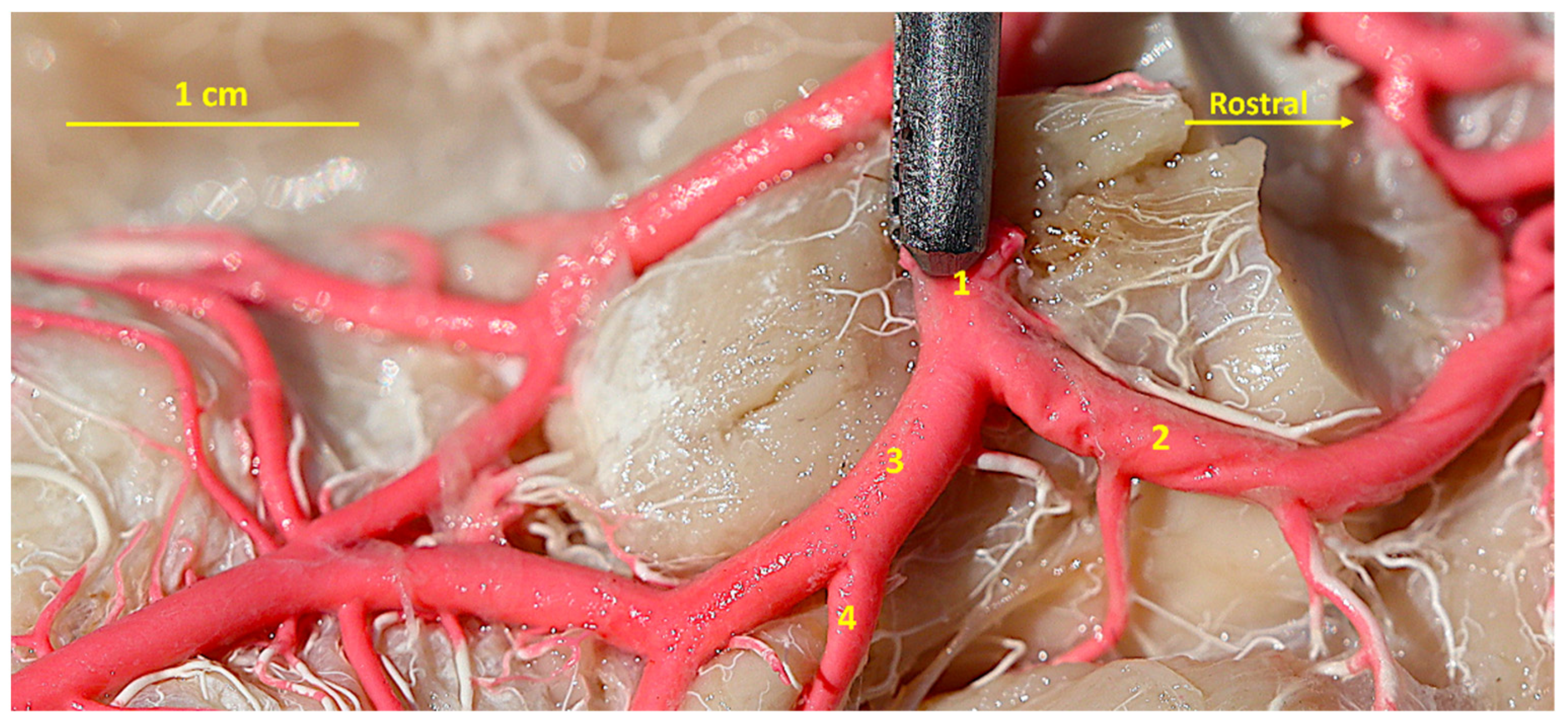 Animals 14 03410 g003