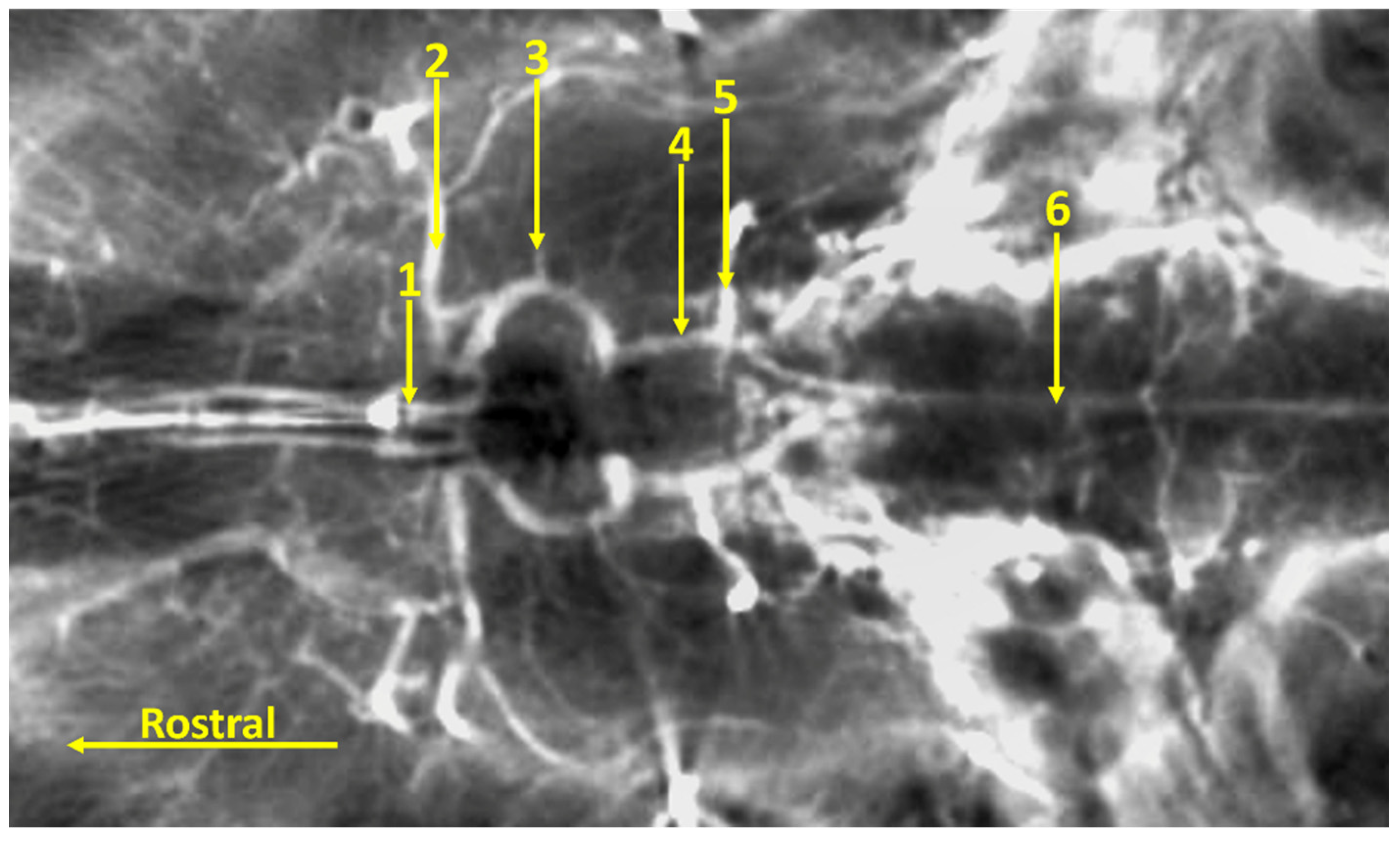 Animals 14 03410 g005