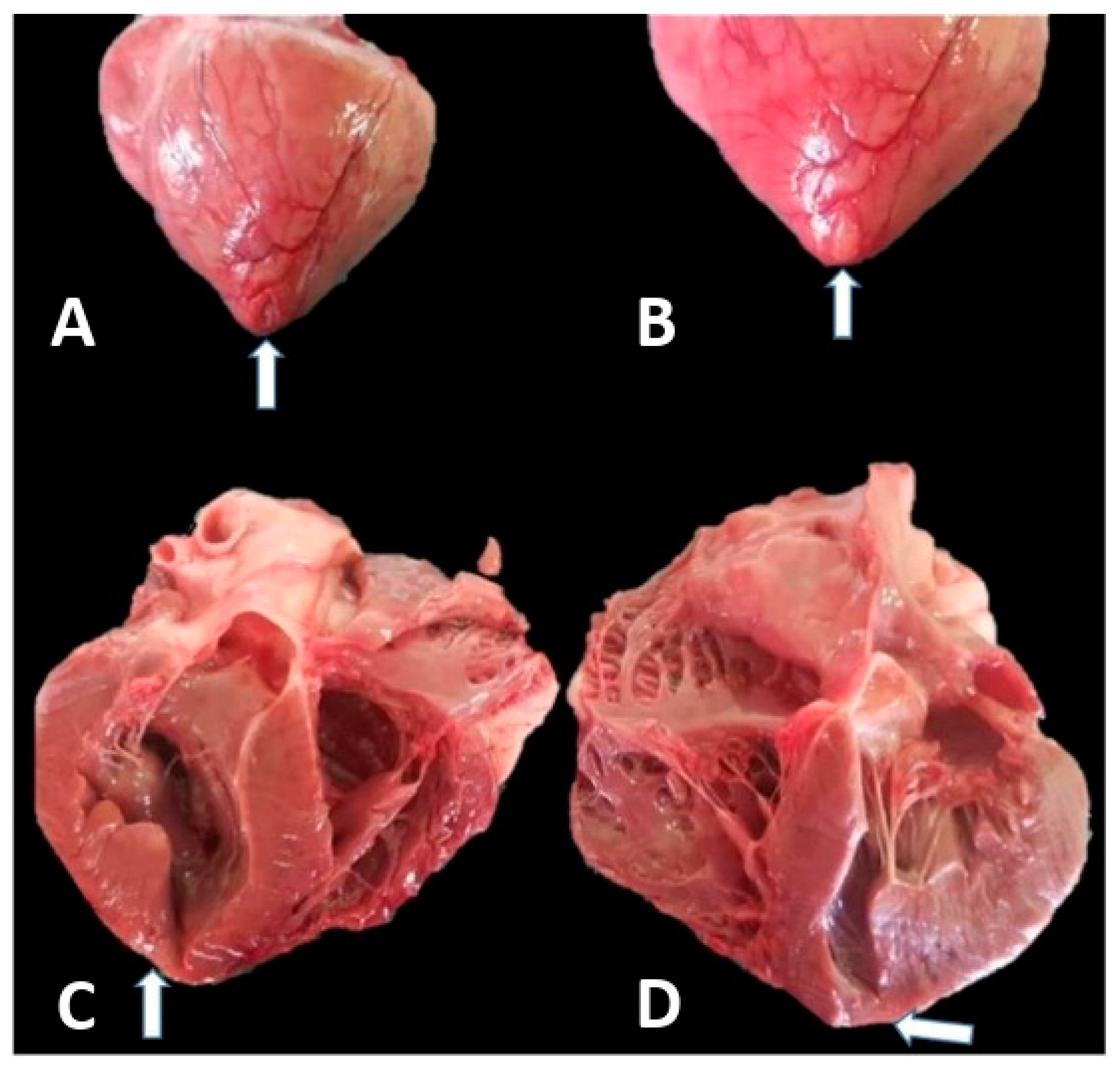 Animals 14 03412 g001