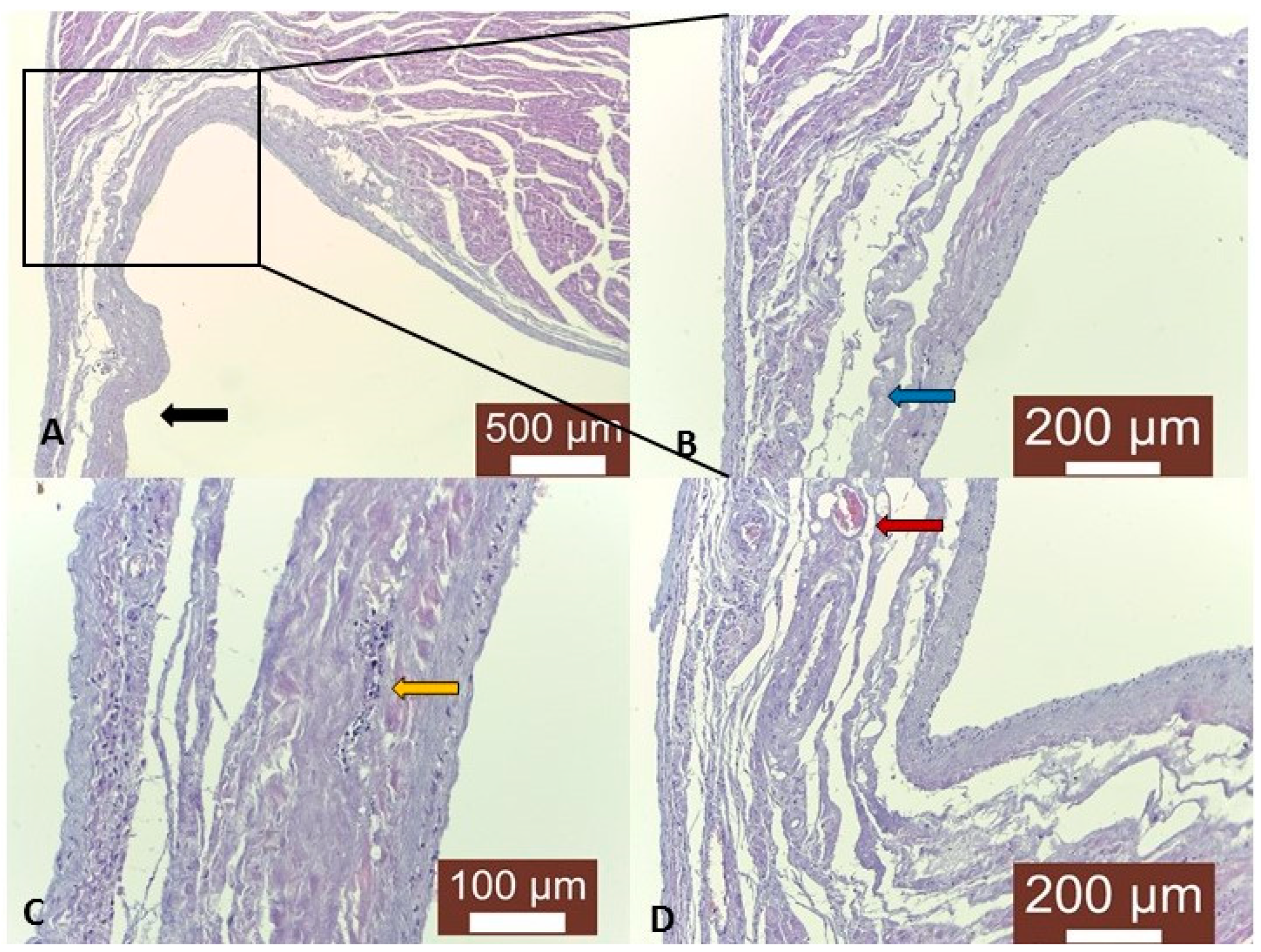 Animals 14 03412 g002