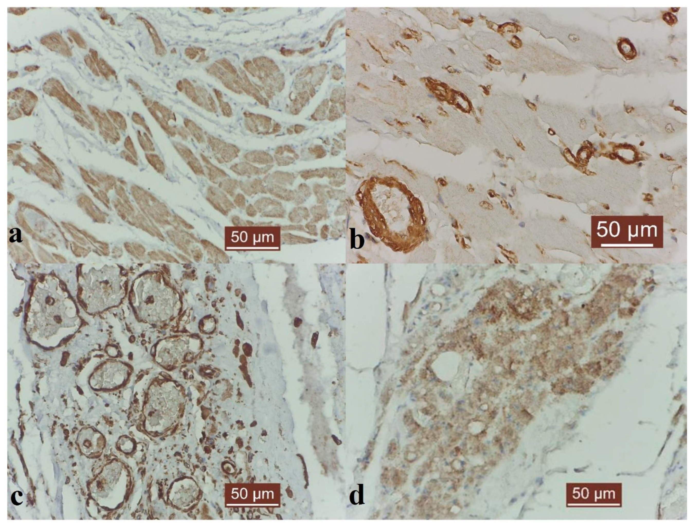 Animals 14 03412 g003