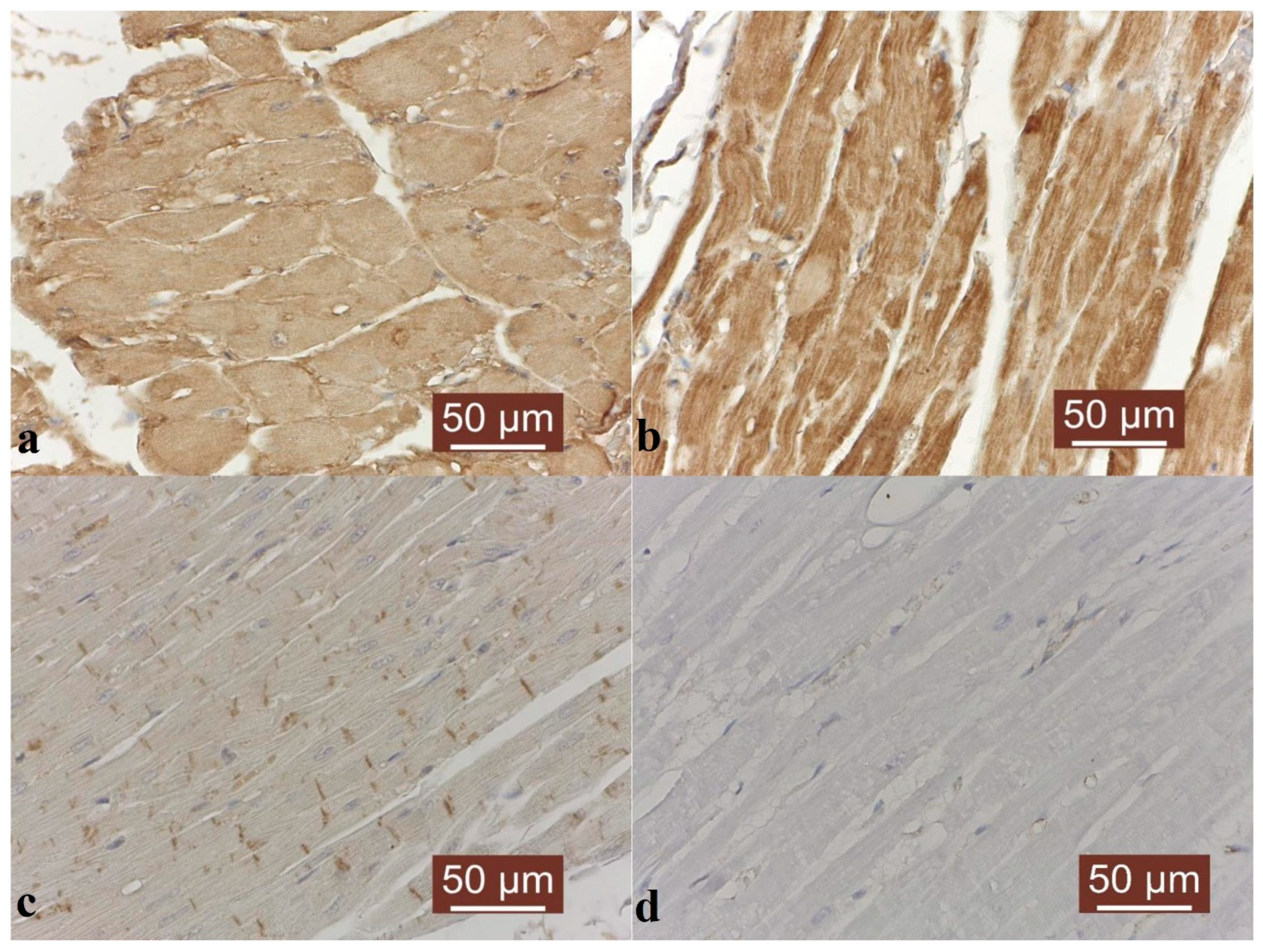 Animals 14 03412 g004