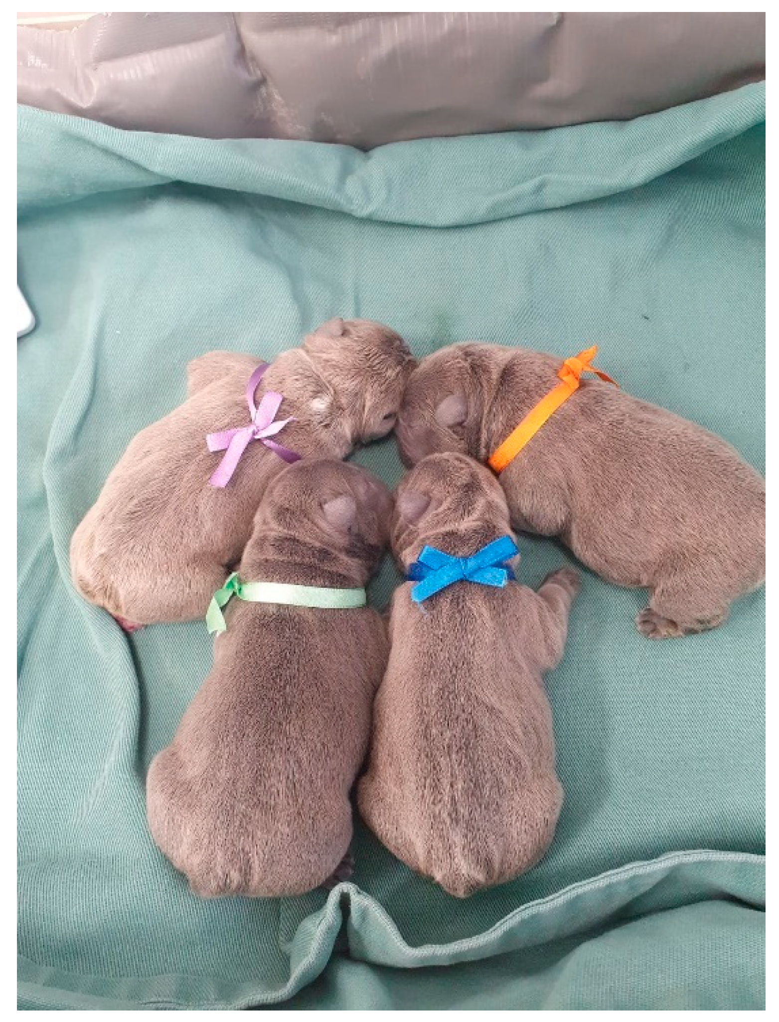 Animals 14 03417 g001