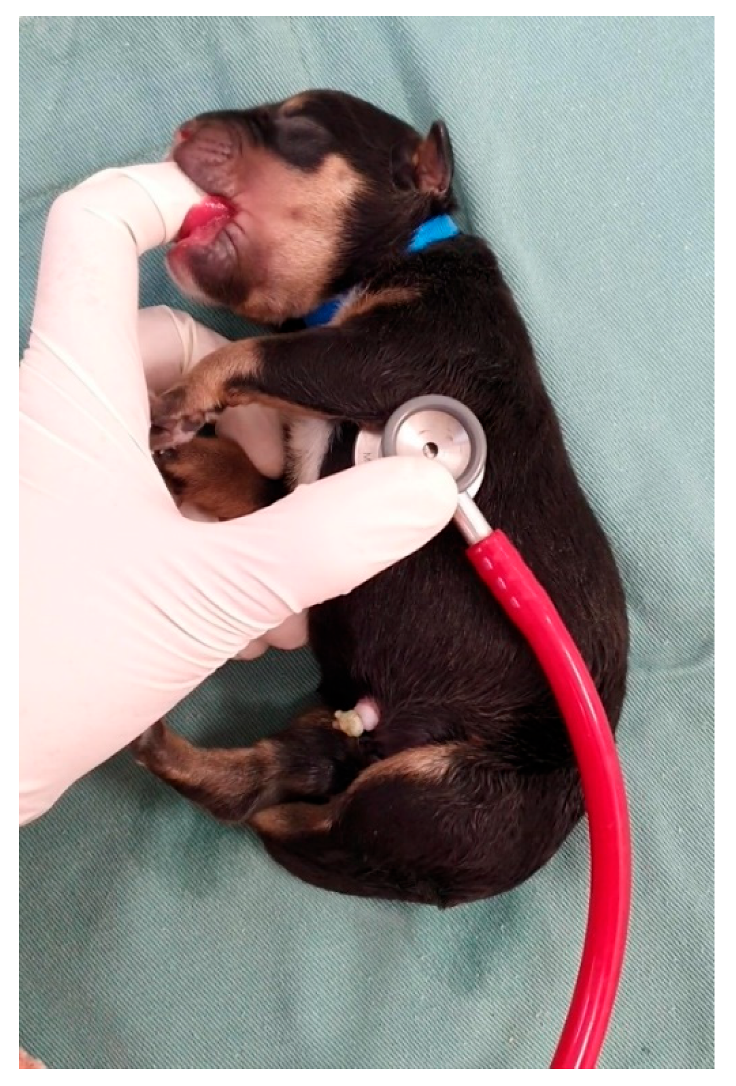 Animals 14 03417 g004